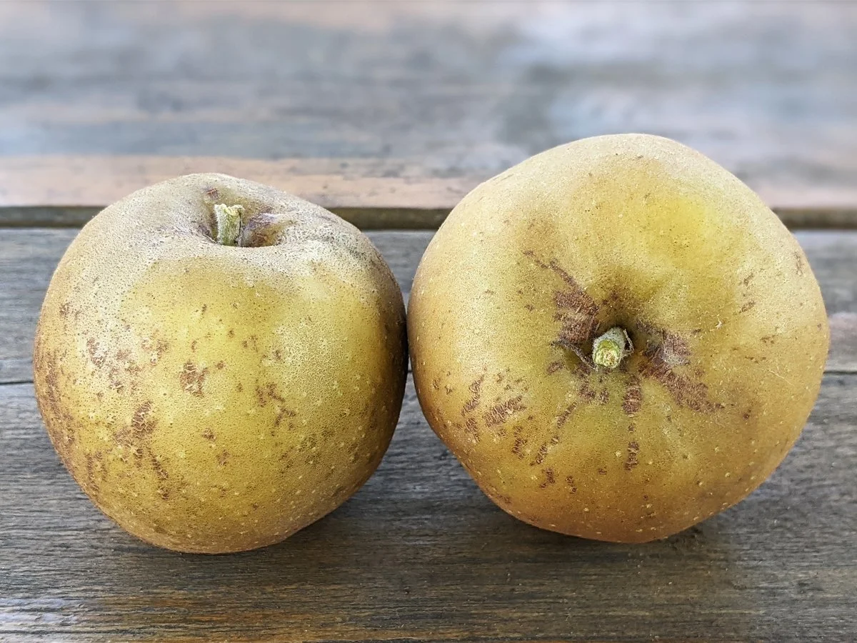 Windham Russet