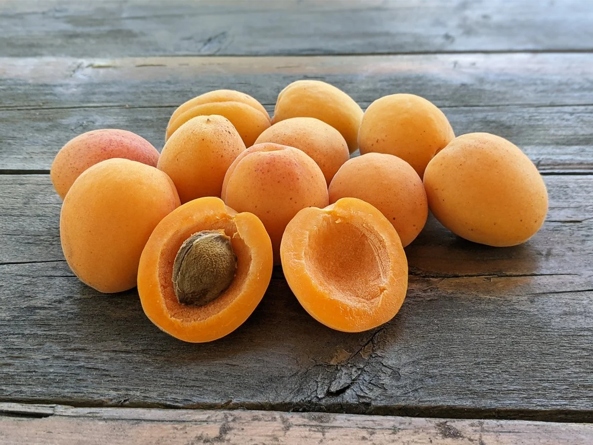 Seedling Apricot_2025_4x3.jpg