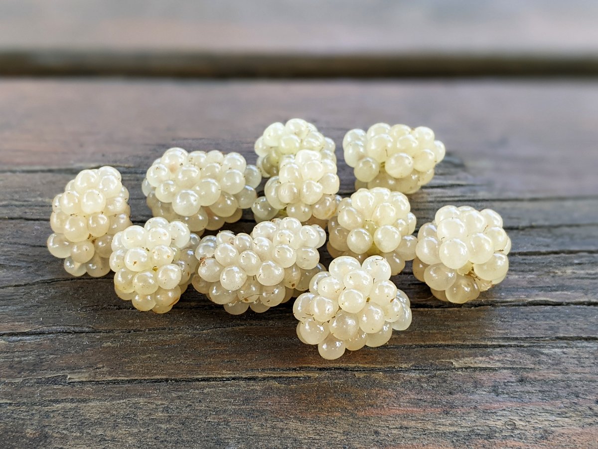 Snowbank Blackberry_4x3.jpg