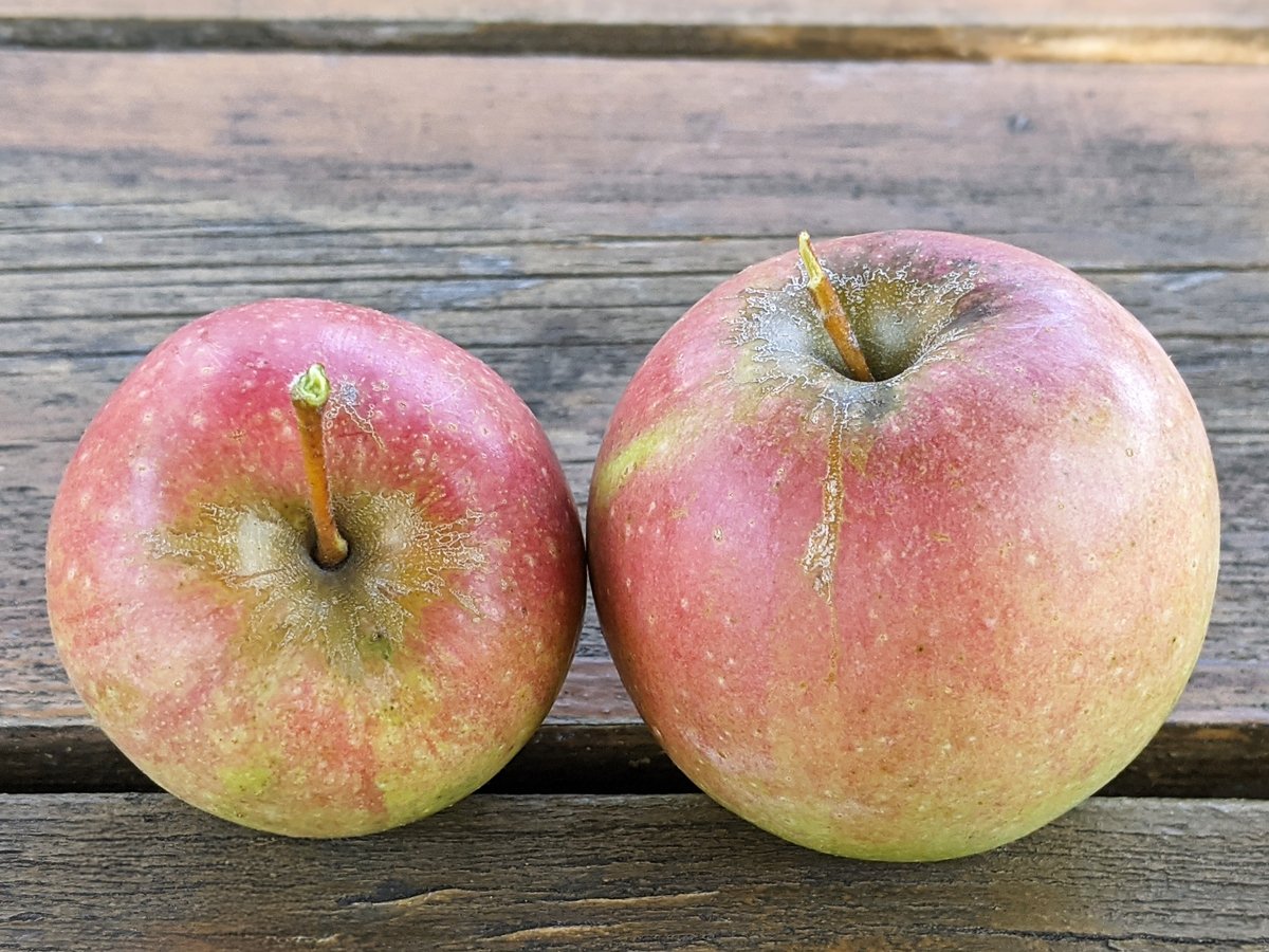 Hard Candy Cider