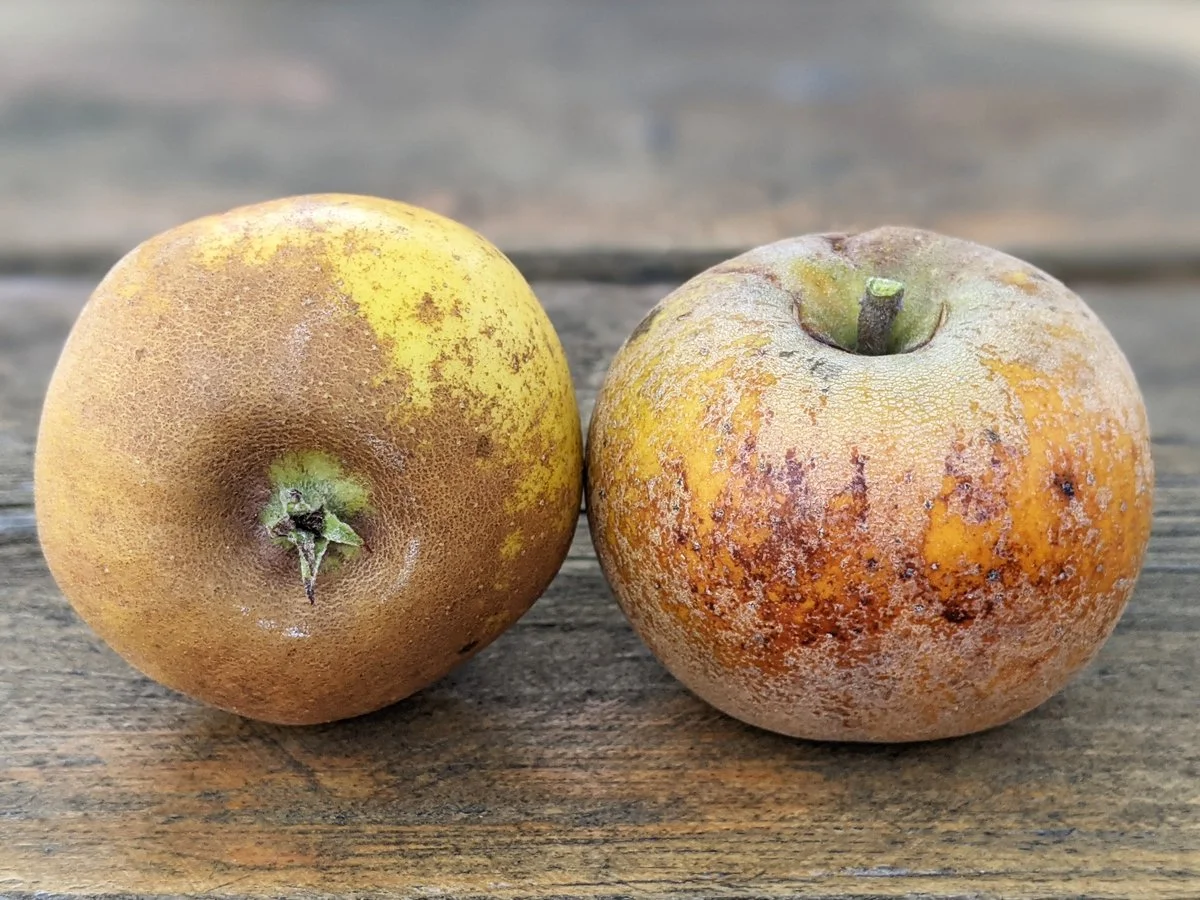 Golden Russet