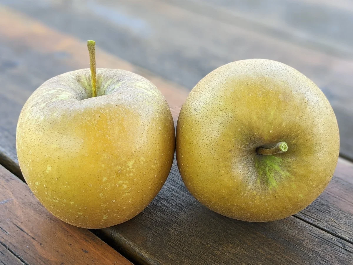 Hoople's Antique Gold