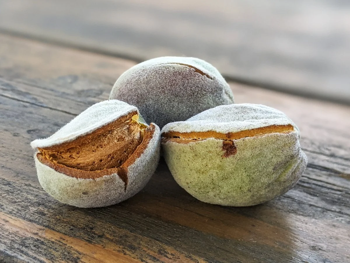 Marcona Almonds_2025_4x3.jpg