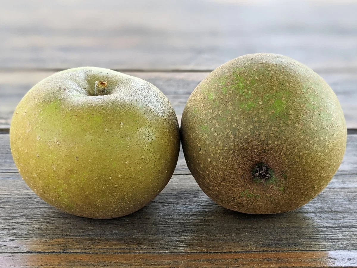 Ashmead's Kernel