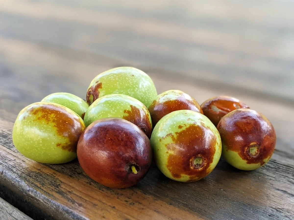 Sugar Cane Jujube_2025_4x3.jpg