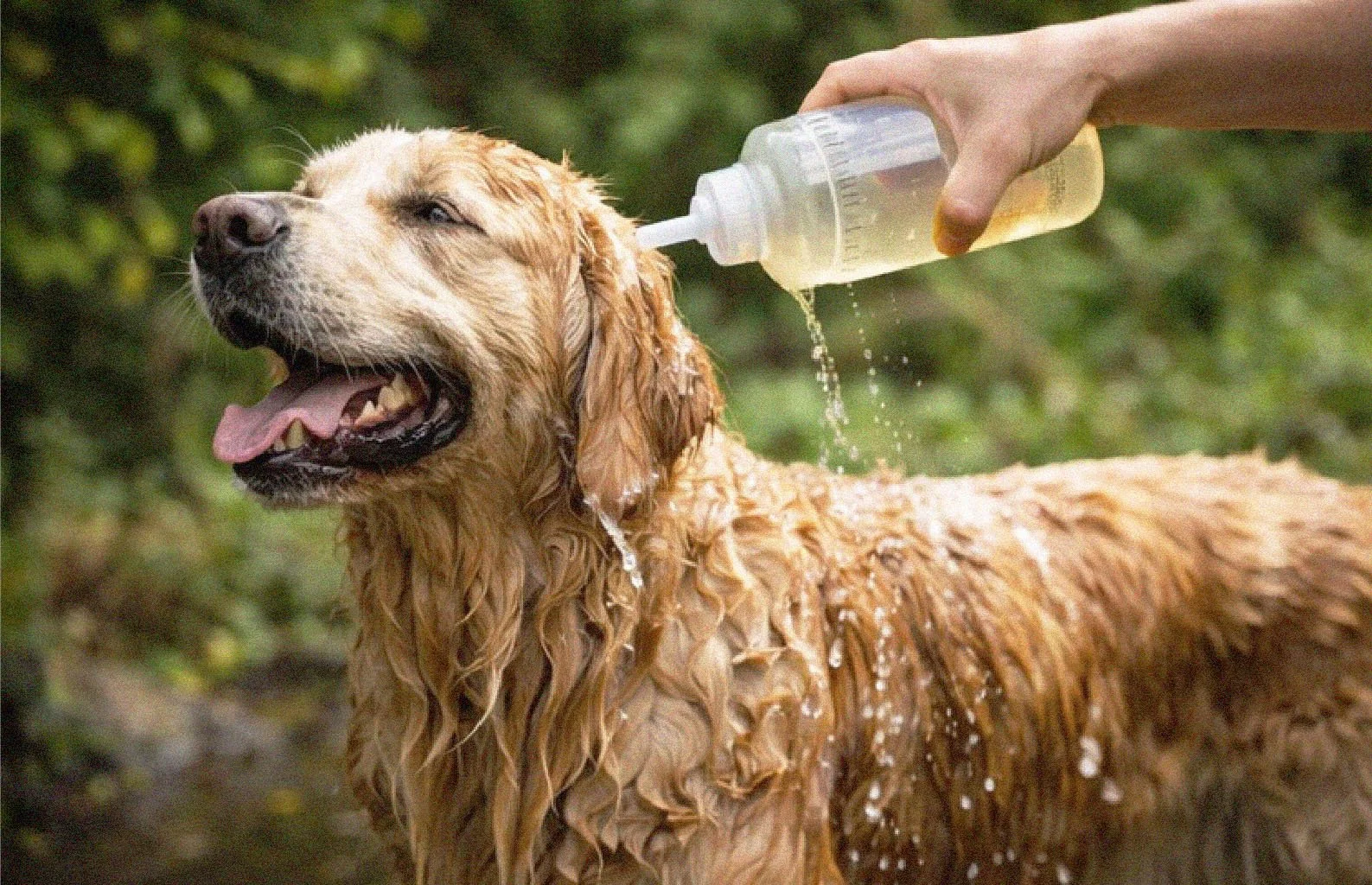 Dogs being rinsed with herbal solution.jpg