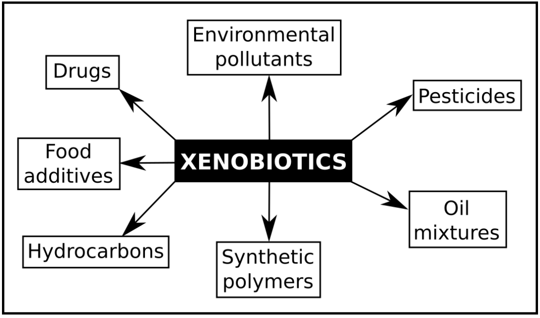 What Are Xenobiotics — And Why Your Cells Are Begging You to Go Natural