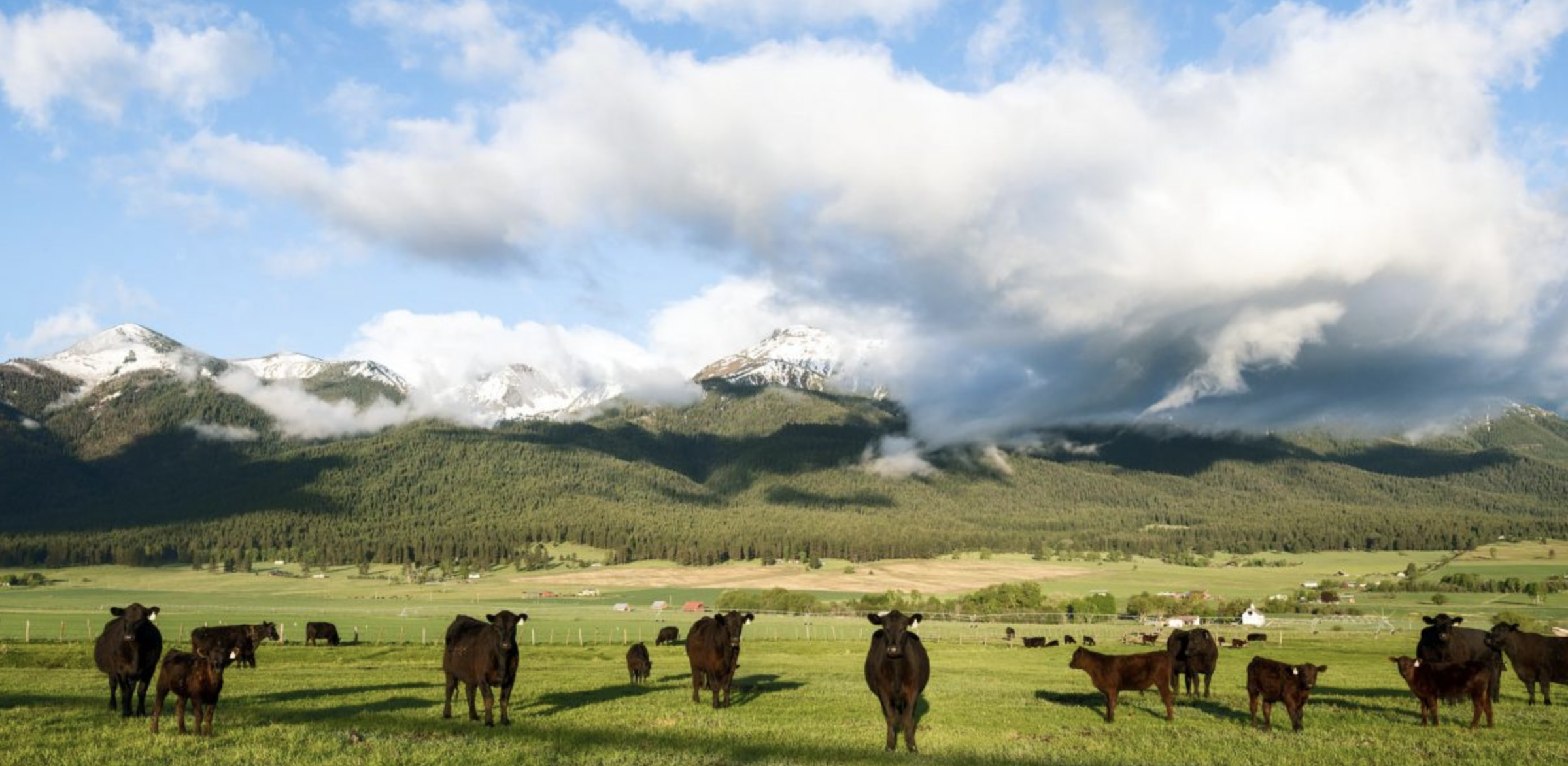 Tallow: The Ancient Fat the Modern World Forgot (And Why We Need It Back)