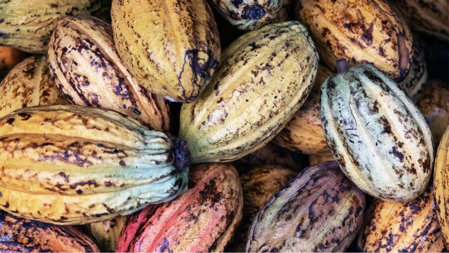The Magic of Cacao: Why Pure, Unrefined Cacao Butter Belongs on Your Skin
