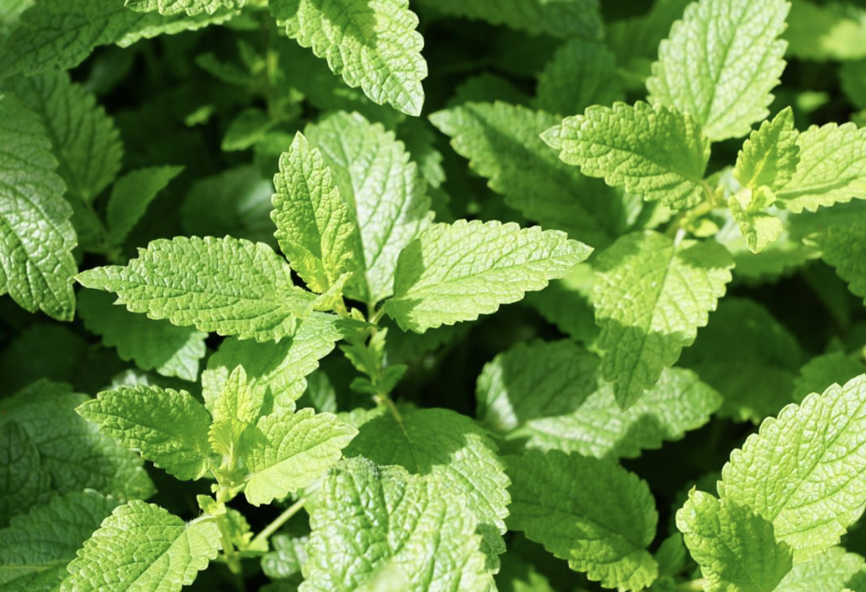 The Power of Essential Oils: Nature's Fragrance, Medicine, and Skincare in One