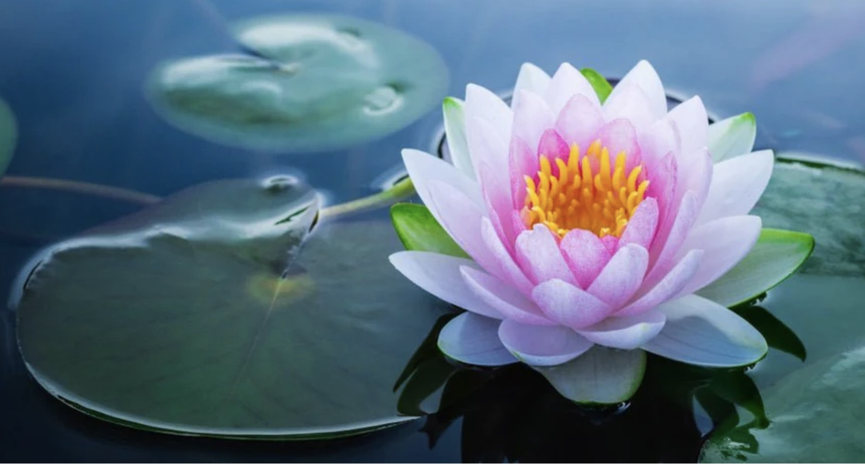 Lotus (Nelumbo Nucifera) &amp; CaCow Beauty’s Lotus Tea Toner