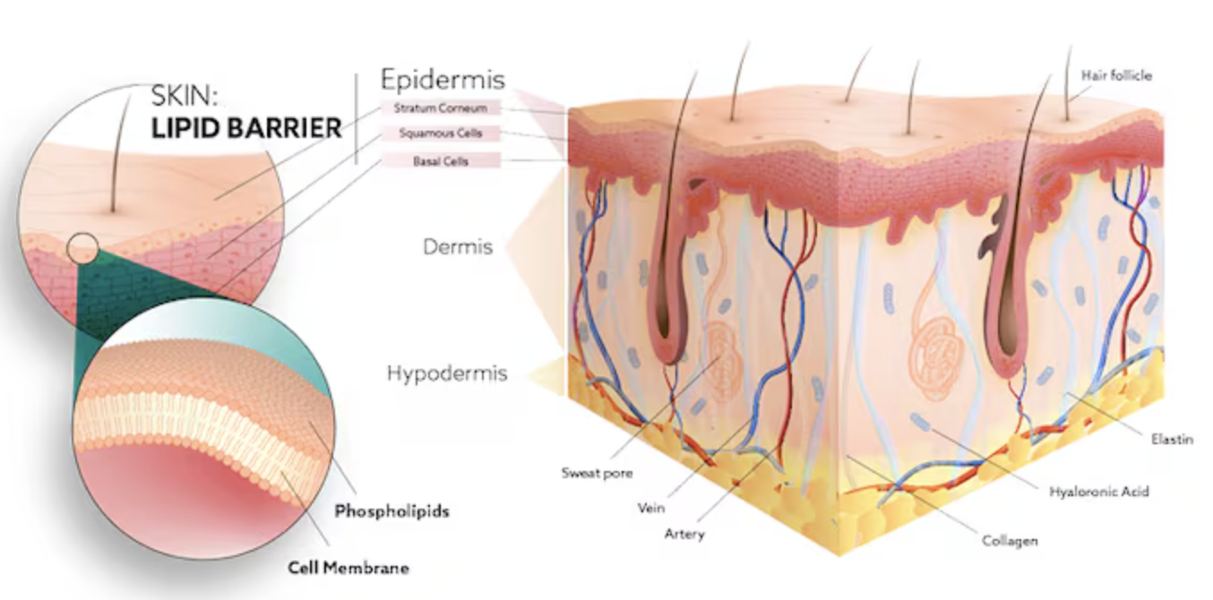 What Is Skin, Really? The Science of Your Body's Most Underrated Organ