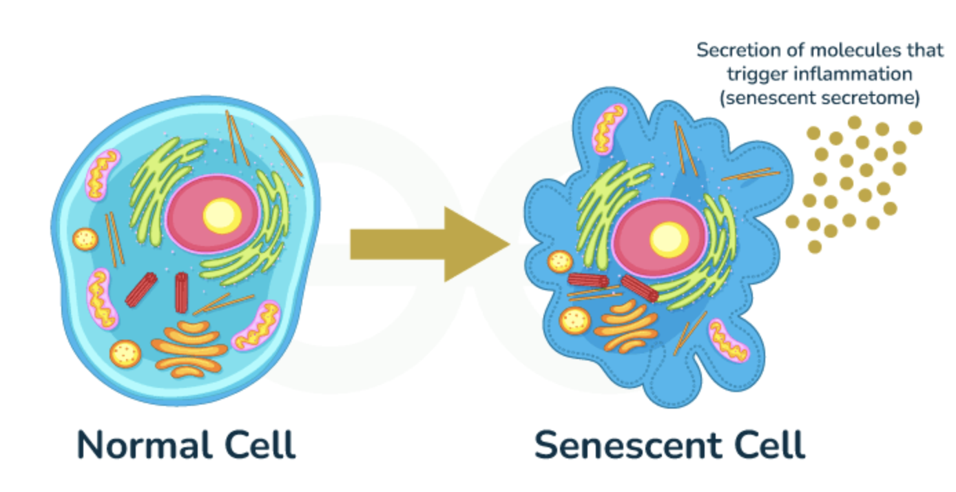 What Is a Senolytic — And Why It Changes Everything We Think We Know About Skin Health