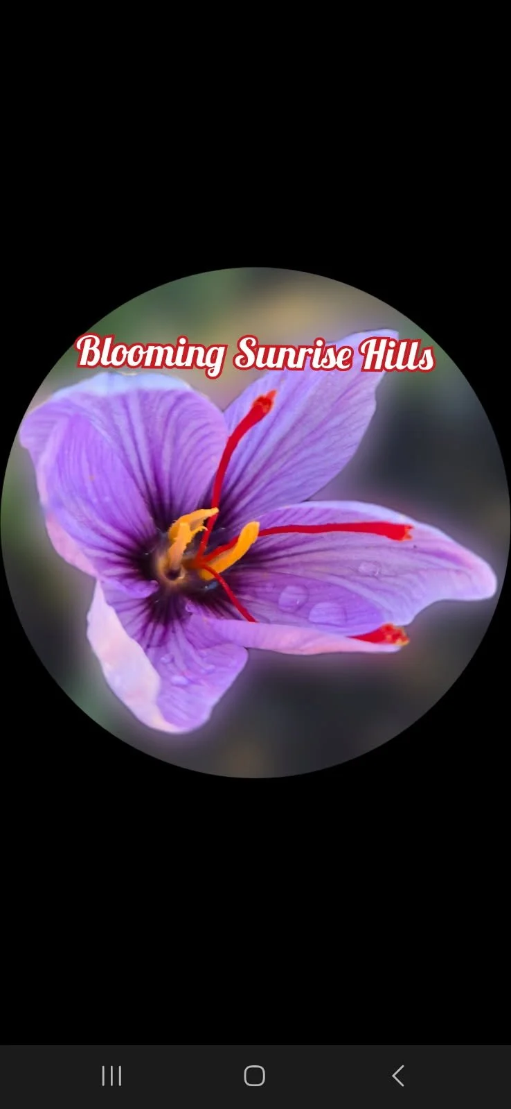 Blooming Sunrise Hills