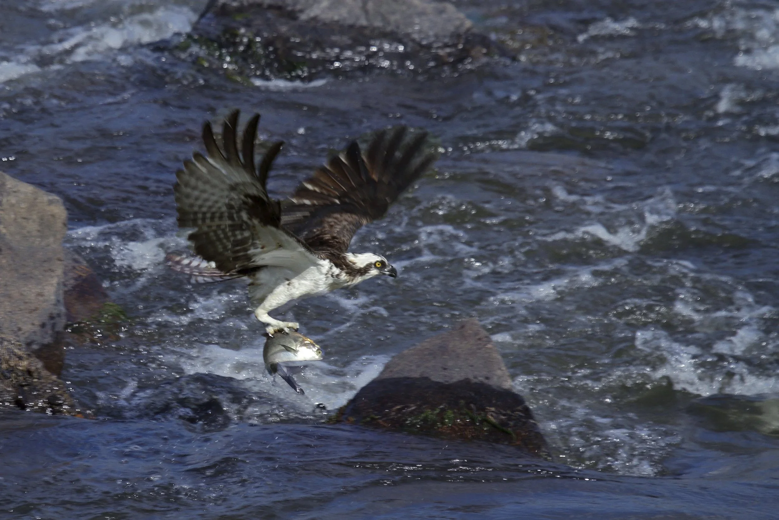 OSPREY CATCH – JAMES RIVER
 
Even in crowded urban Richmond, VA; the James River offers wildlife a place to thrive.  Among rocks and a swift current, this Osprey still snagged a great meal.
