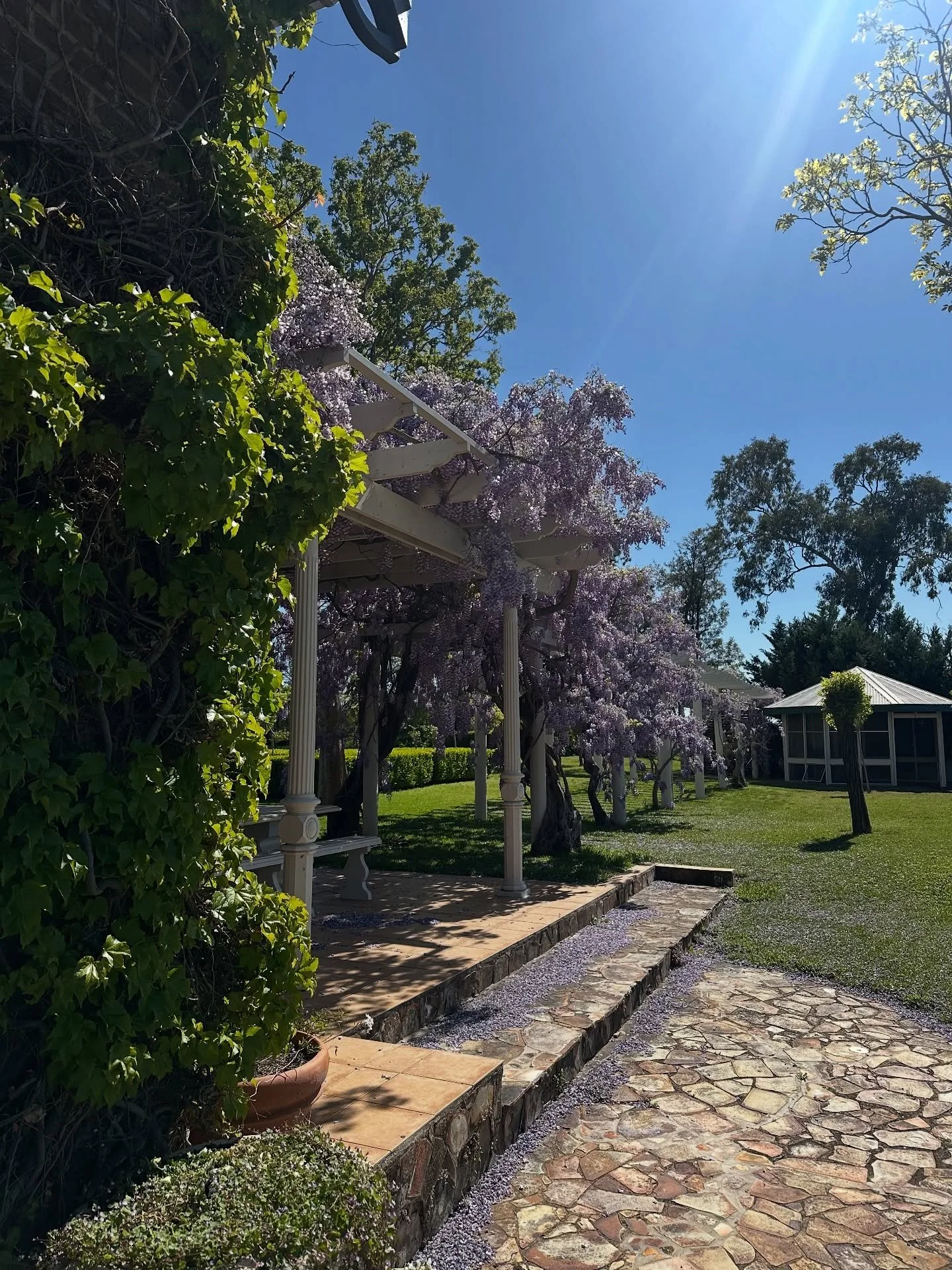 Our beautiful wisteria is in full bloom 🌸 💜✨ The dreamiest backdrop for spring weddings, photoshoots, long luncheons or any springtime celebrations at Putta Bucca House.

#puttabuccahouse #puttabuccahouseevents #mudgee #mudgeeevents #mudgeeweddings