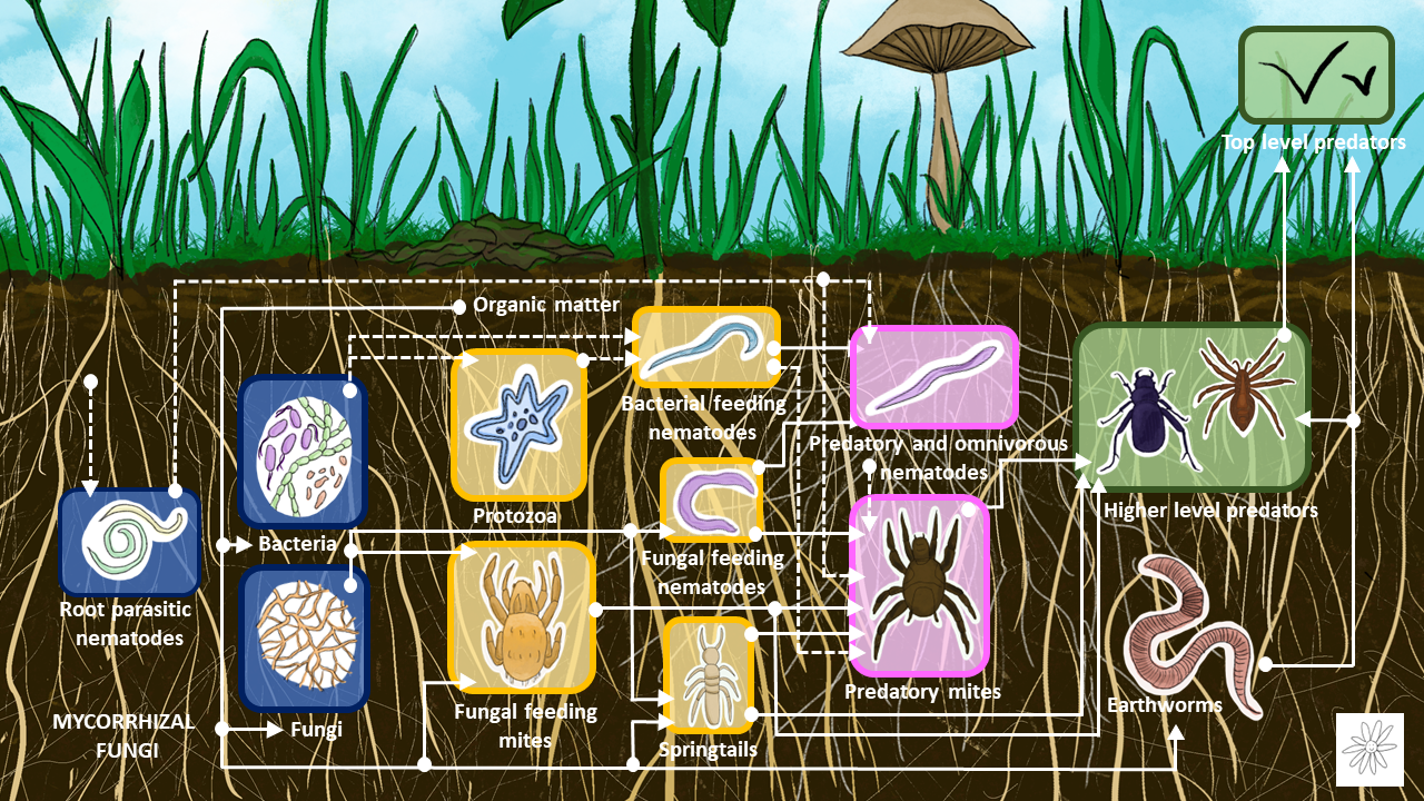 Soil Food Web