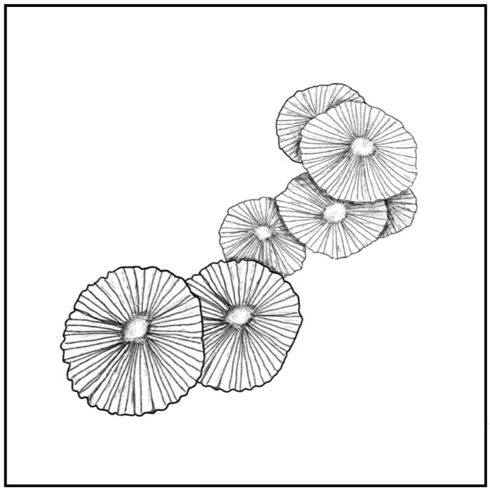 Parasola spp.