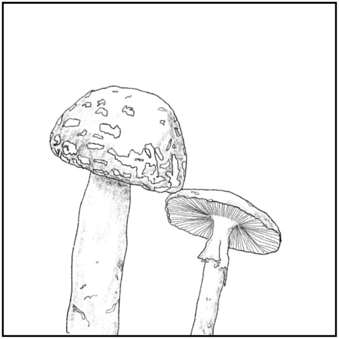 Amanita muscaria - side profile