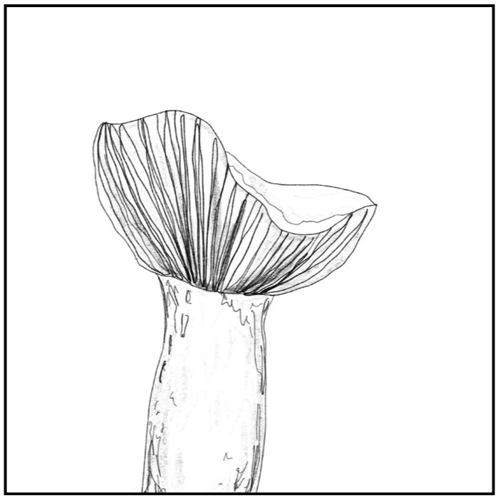 Russula spp.