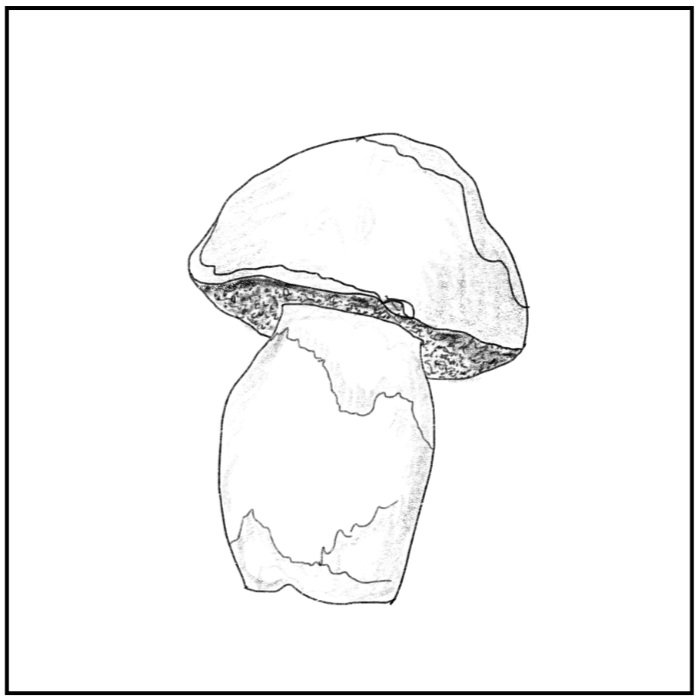Boletus spp.