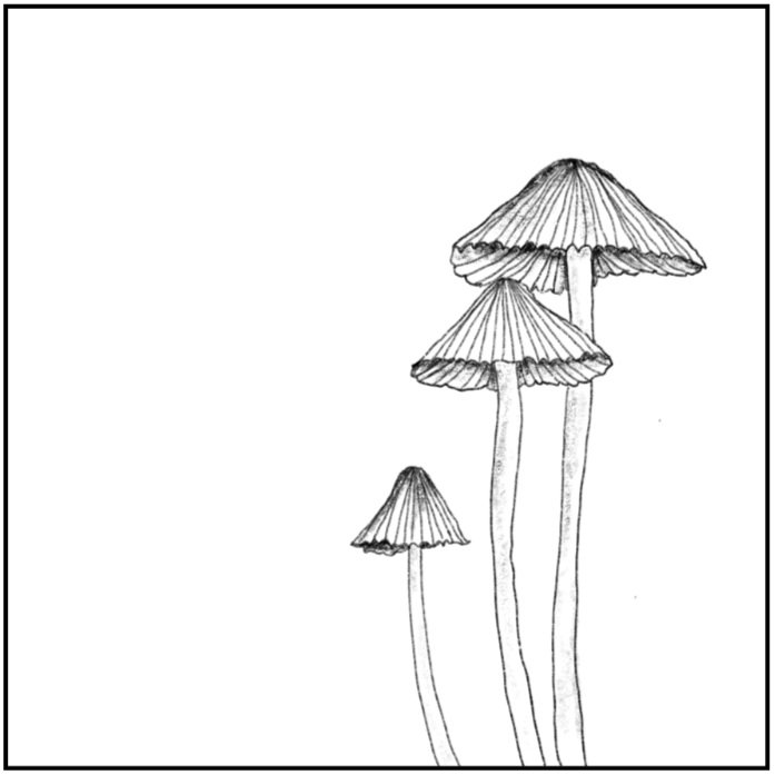 Mycena spp.