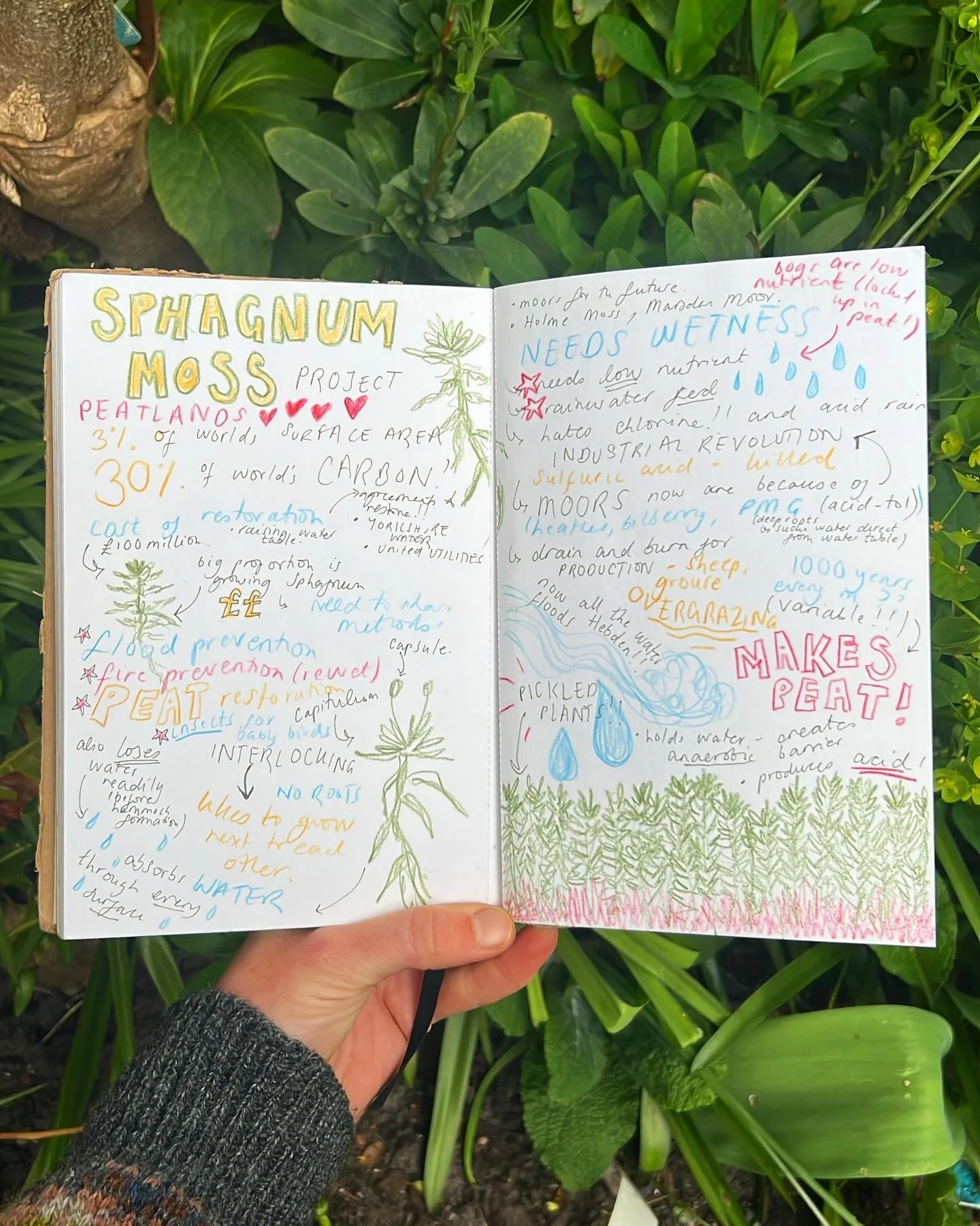 Sphagnum studies! 

A peat making, carbon storing, water holding wonder! Excited to share what we&rsquo;ve been working on⭐️

#naturalist #sphagnummoss #peatlands #calderdale #moorlands #natureart #ilovemoss #naturediary #gibsonmill #peat #bogmoss