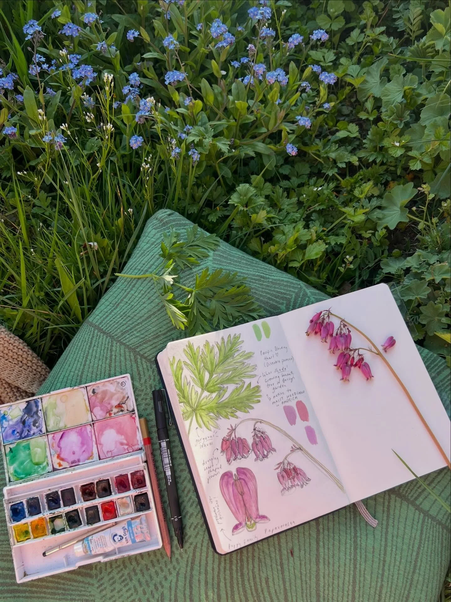 Pacific Bleeding Heart (Dicentra formosa)
Papaveraceae (poppy fam!) 

Soaking in the sunshine, hanging out with the plants, slowing down and noticing details. This stuff is soul food🌸🌿💚