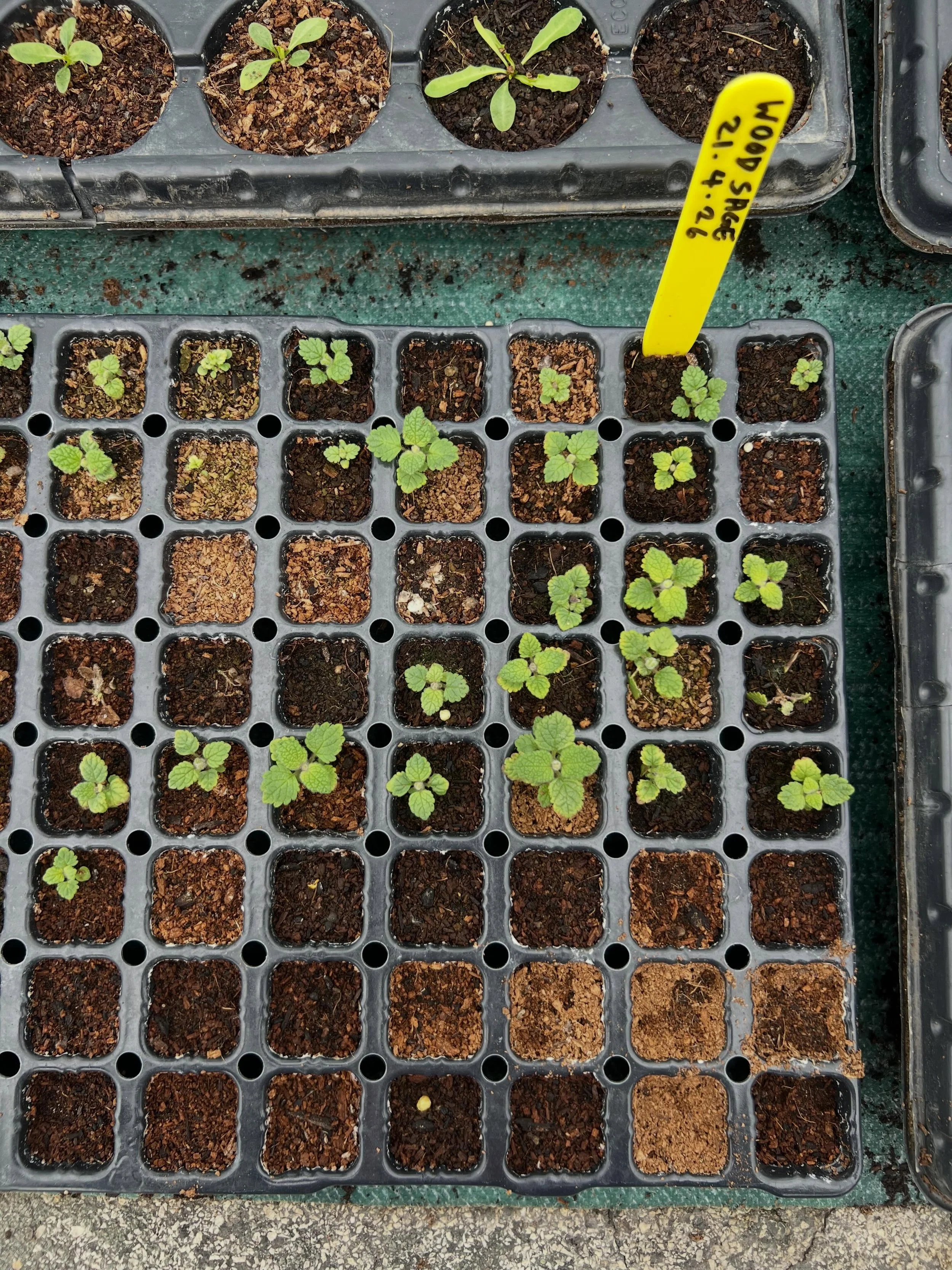 Calderdale Plant Sanctuary 💚💚💚

From seeds collected by volunteers, guided by Gill and Peachy Steve, to be pricked out and propagated in this little haven of a poly tunnel at Manor Heath. Then back out to be planted all over our borough and beyond