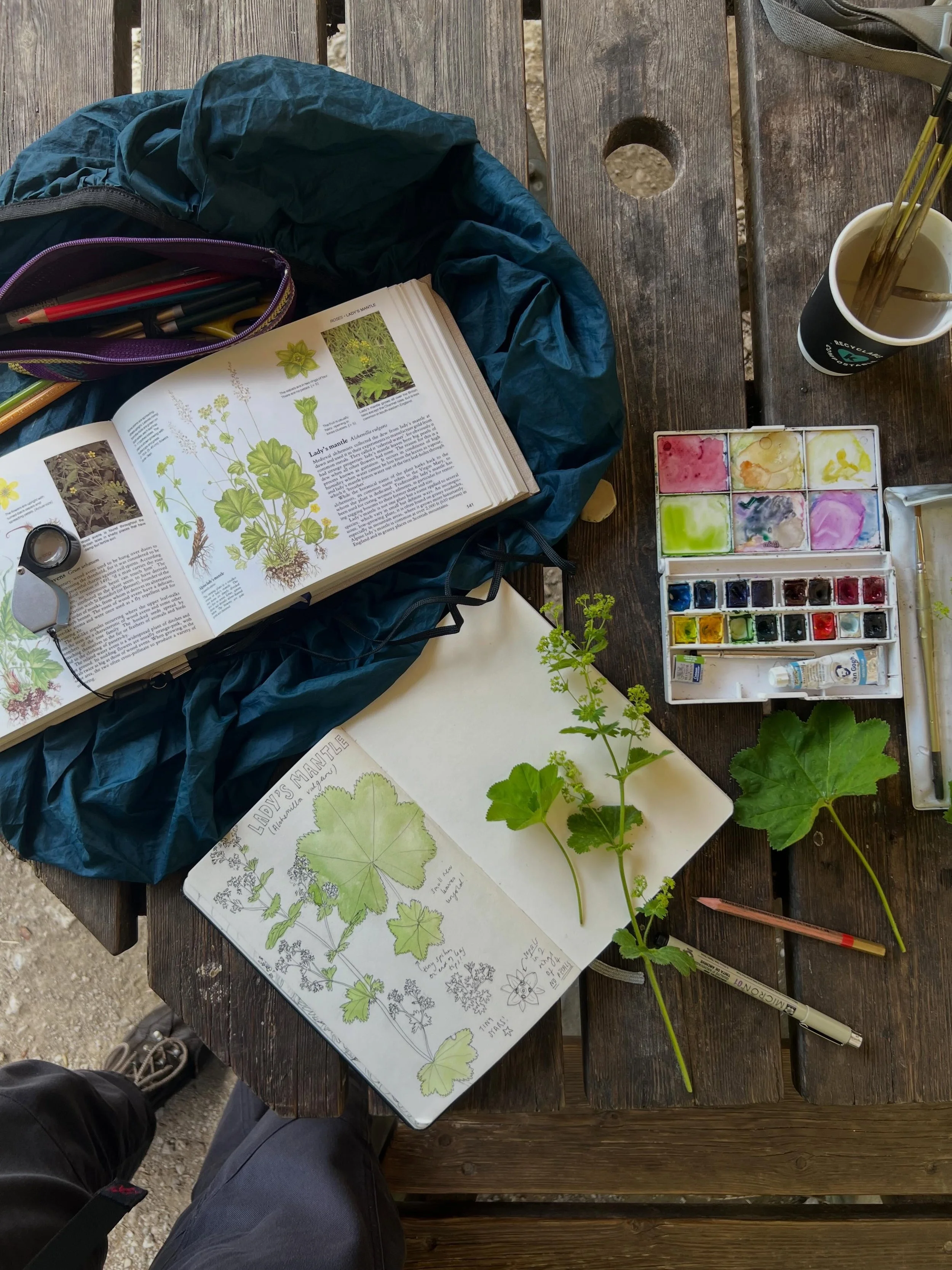 Nature Notebooking in process 🌸🌿💙 

Lady&rsquo;s Mantle (Alchemilla vulgaris) 
Forget-me-not (Myosotis arvensis) - Borage fam!