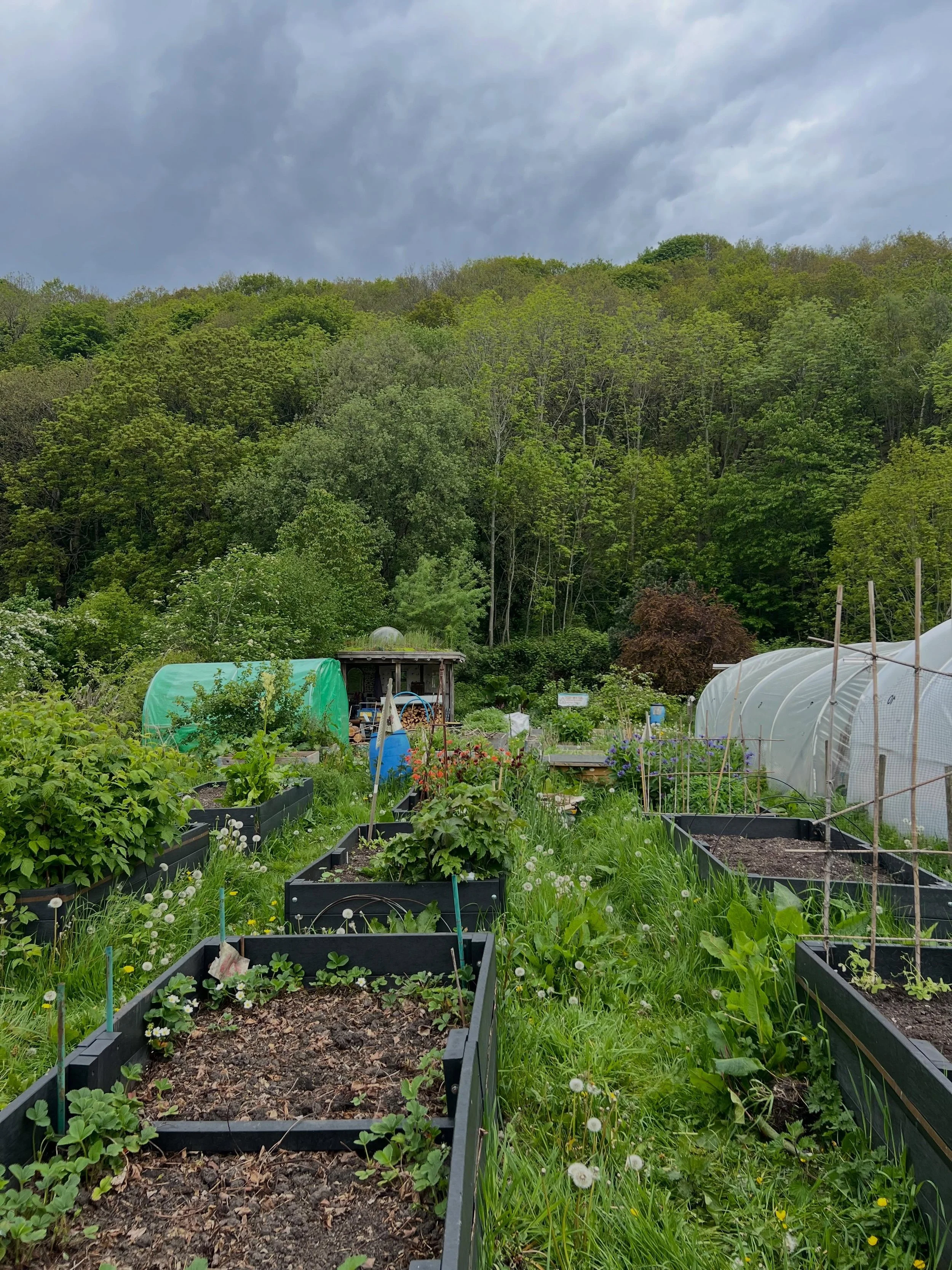 Redacre allotments, Mytholmroyd 👩🏻&zwj;🌾

Seed snails, omg that roundhouse (!!) and a baby oak tree🌱🌿💚

#gardens #allotments #iloveplants