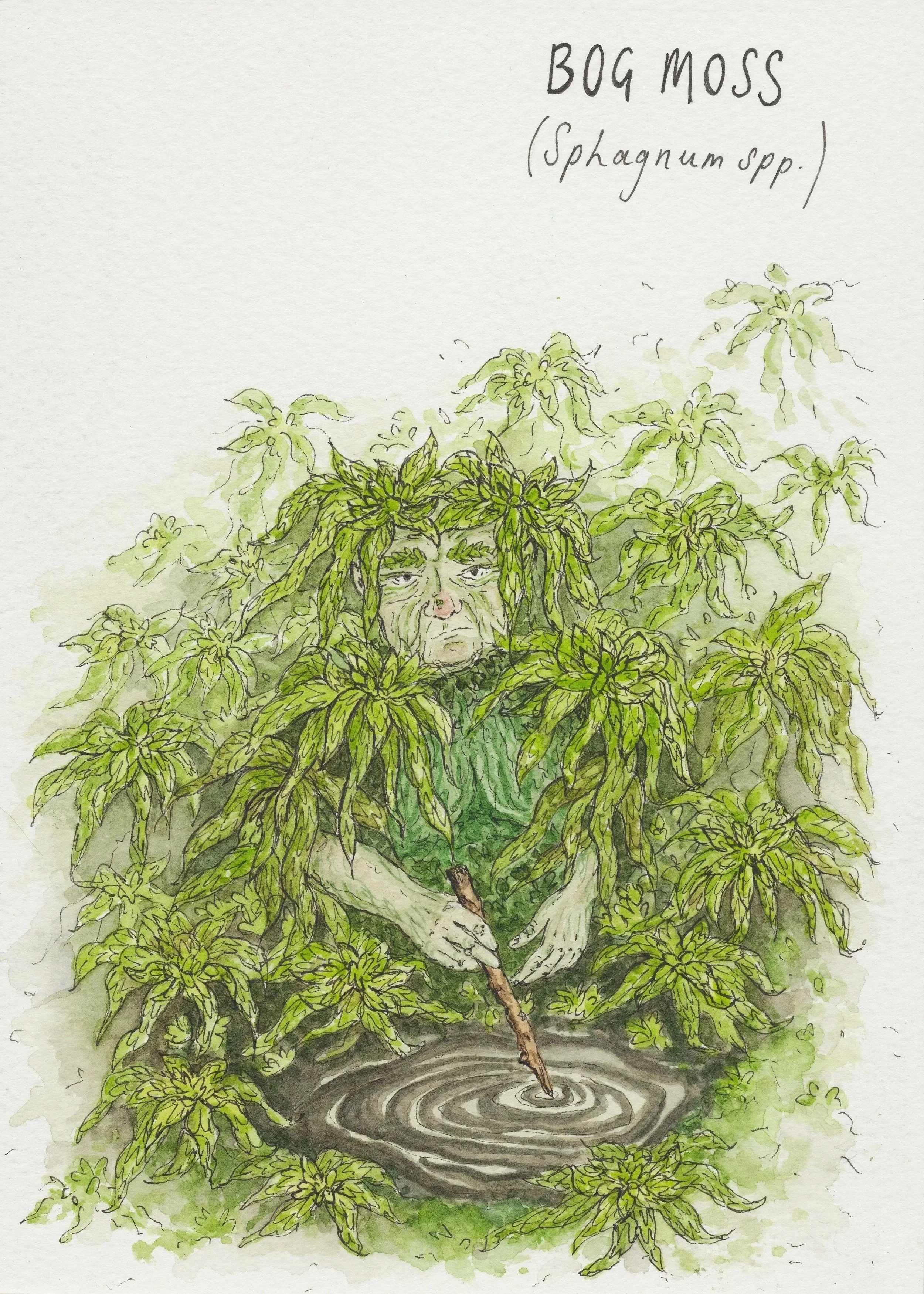 Sphagnum, 2025