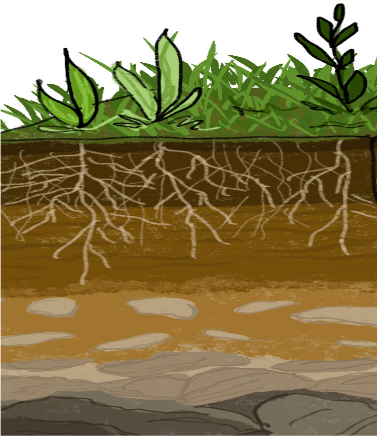 The Soil Series: An Introduction