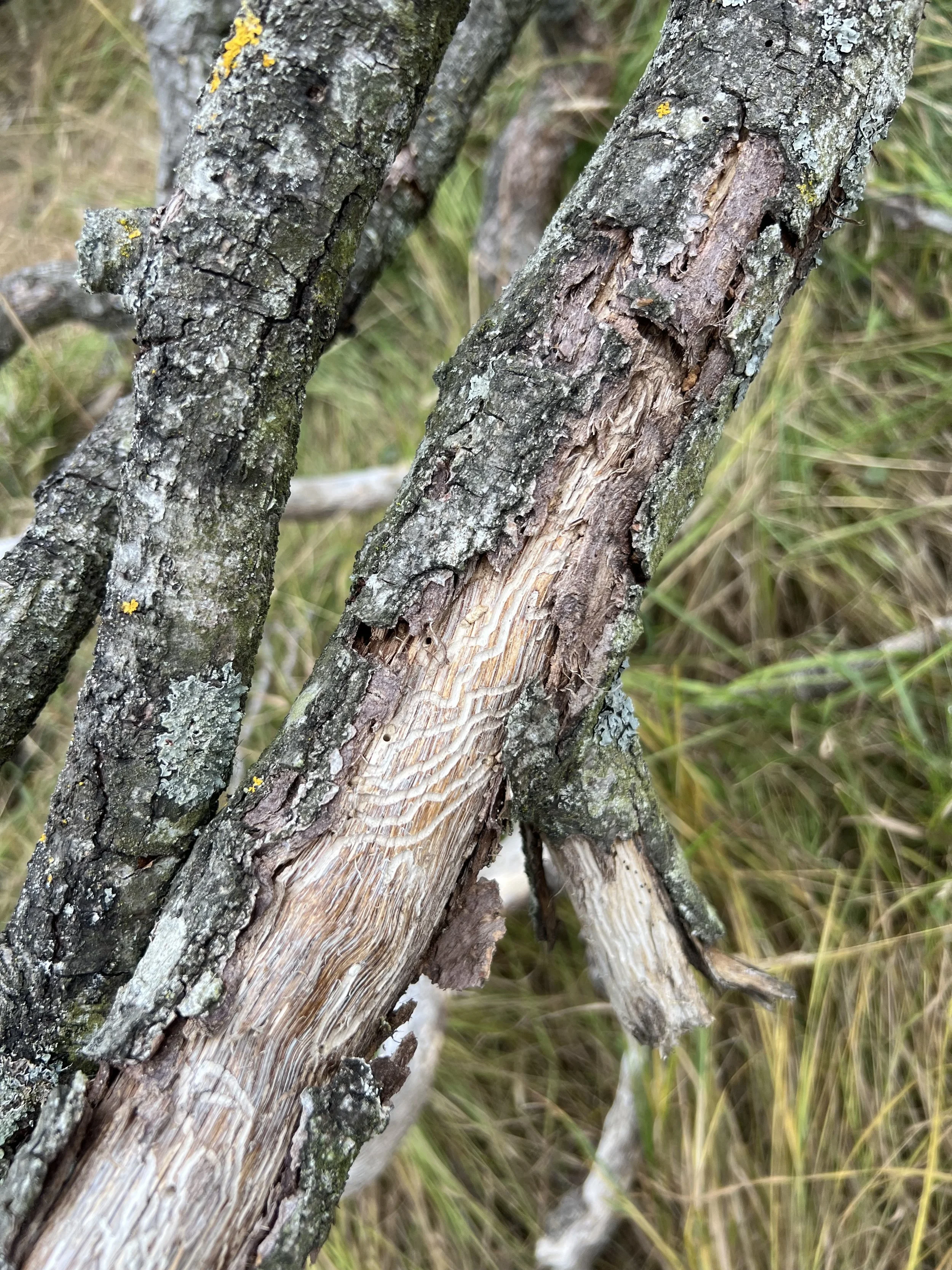 Galleries on internal bark