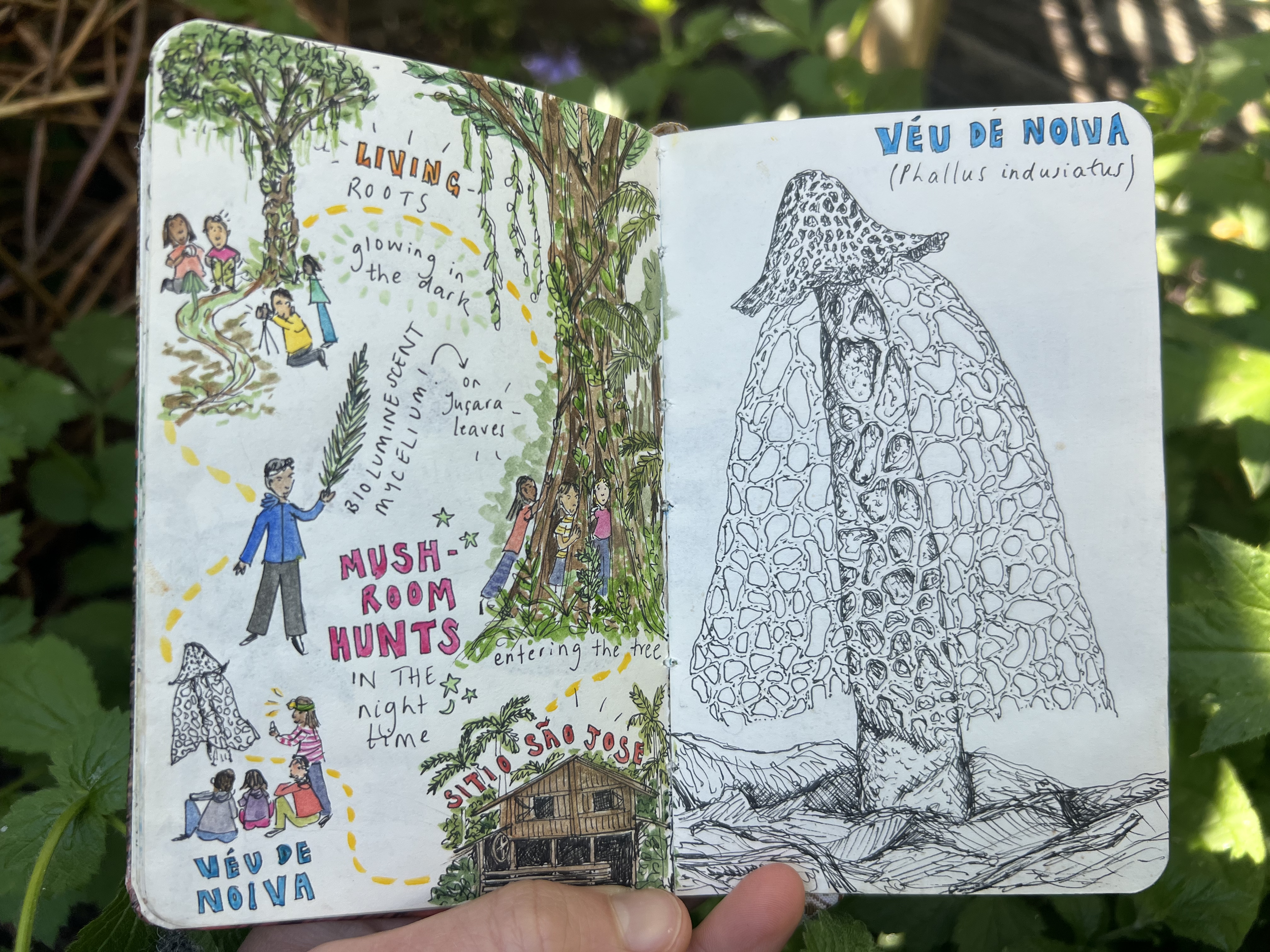 Exploring Sitio São José and Veiled Lady Mushroom