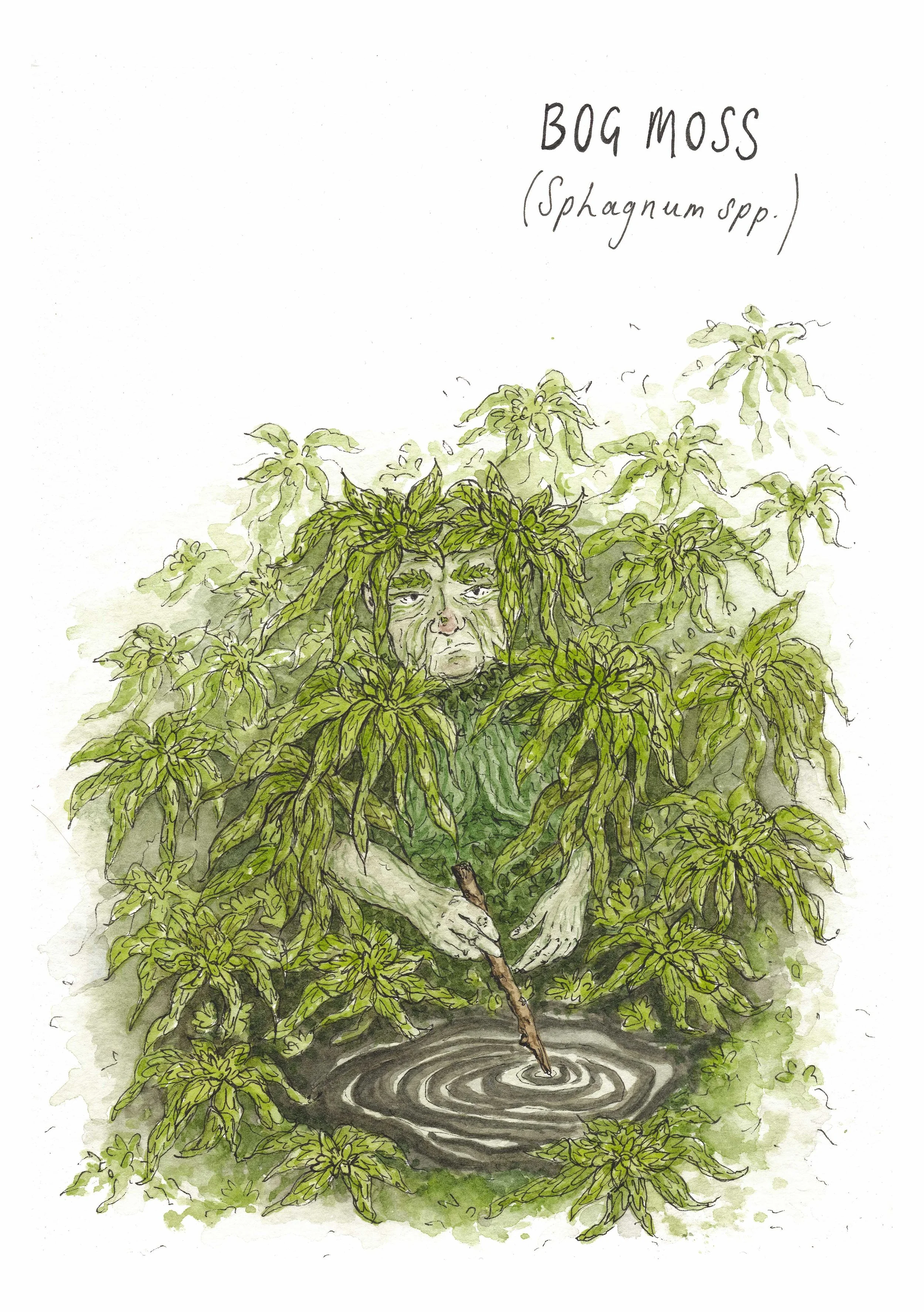 A5 Giclée Print - Sphagnum Moss