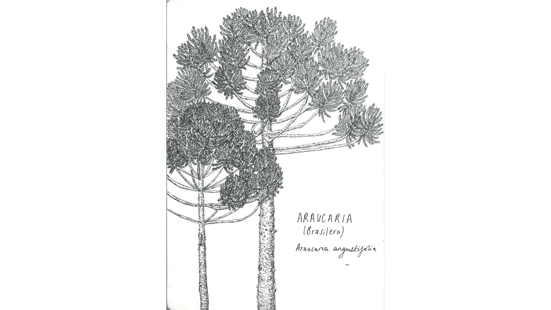 Araucaria angustifolia, 2024