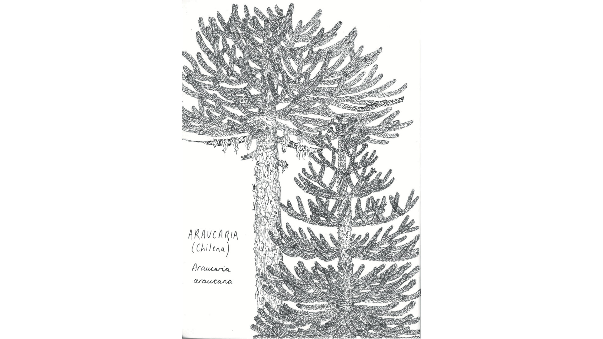 Araucaria araucana, 2024