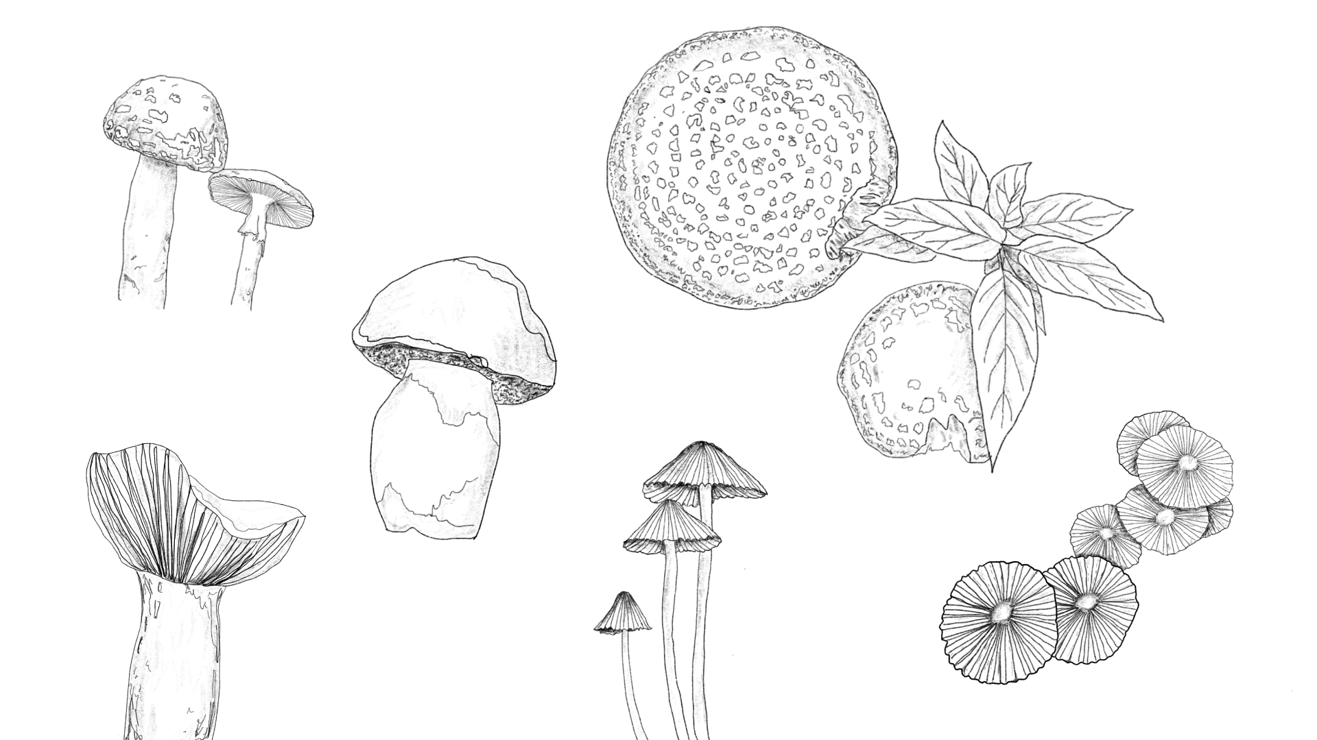 International Mycorrhizal Society