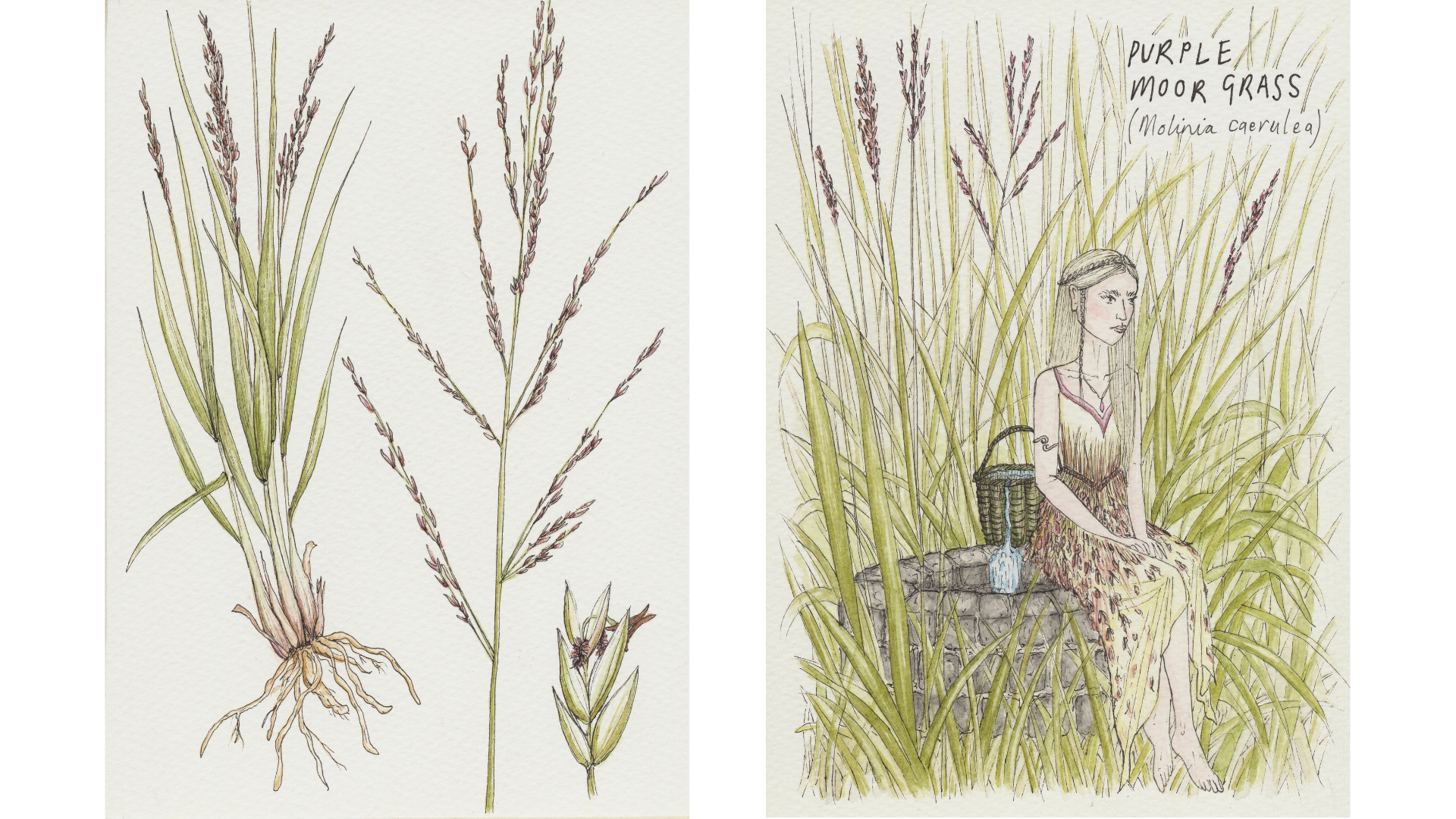 Purple Moor Grass, 2026