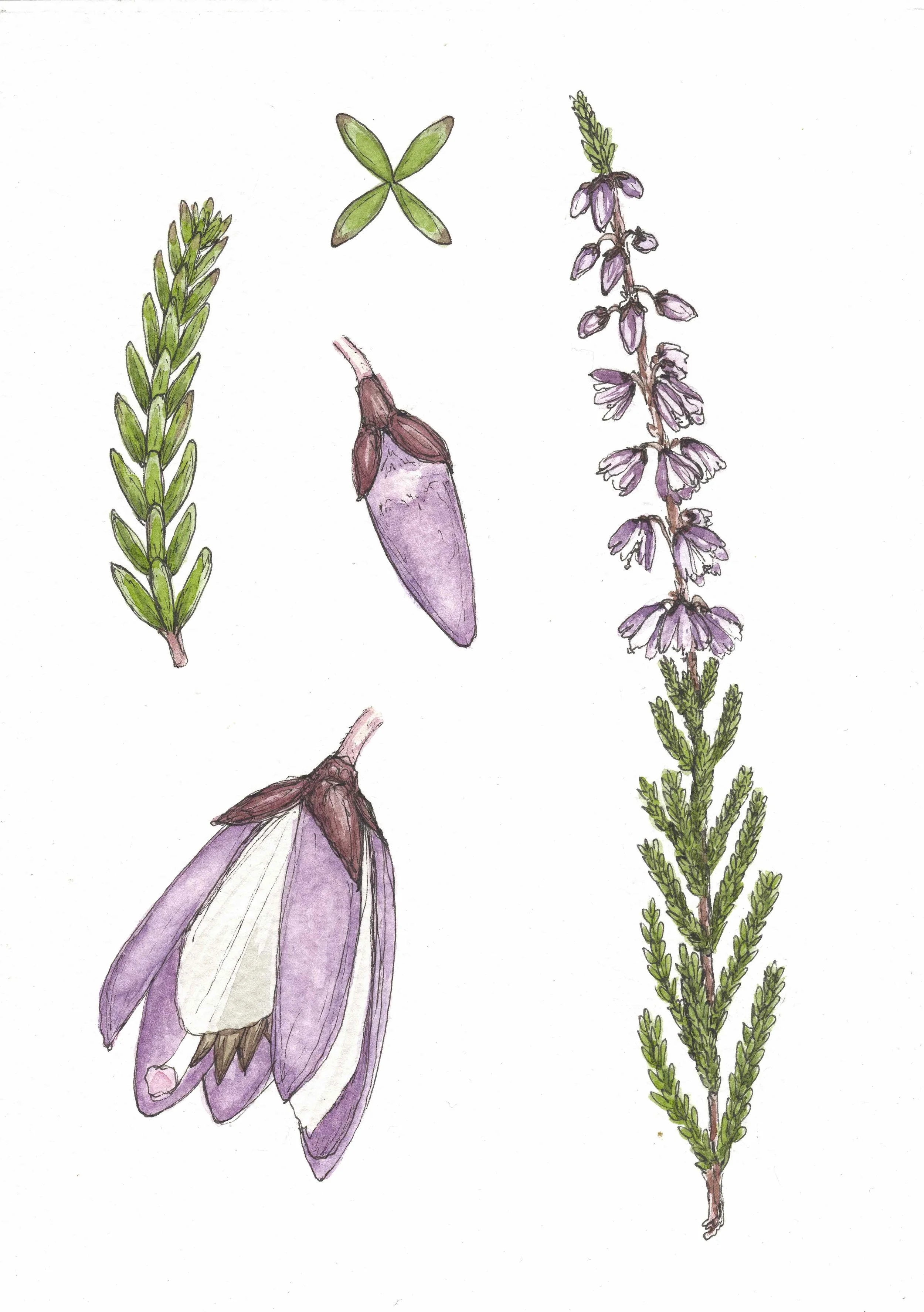 A5 Giclée Print - Heather