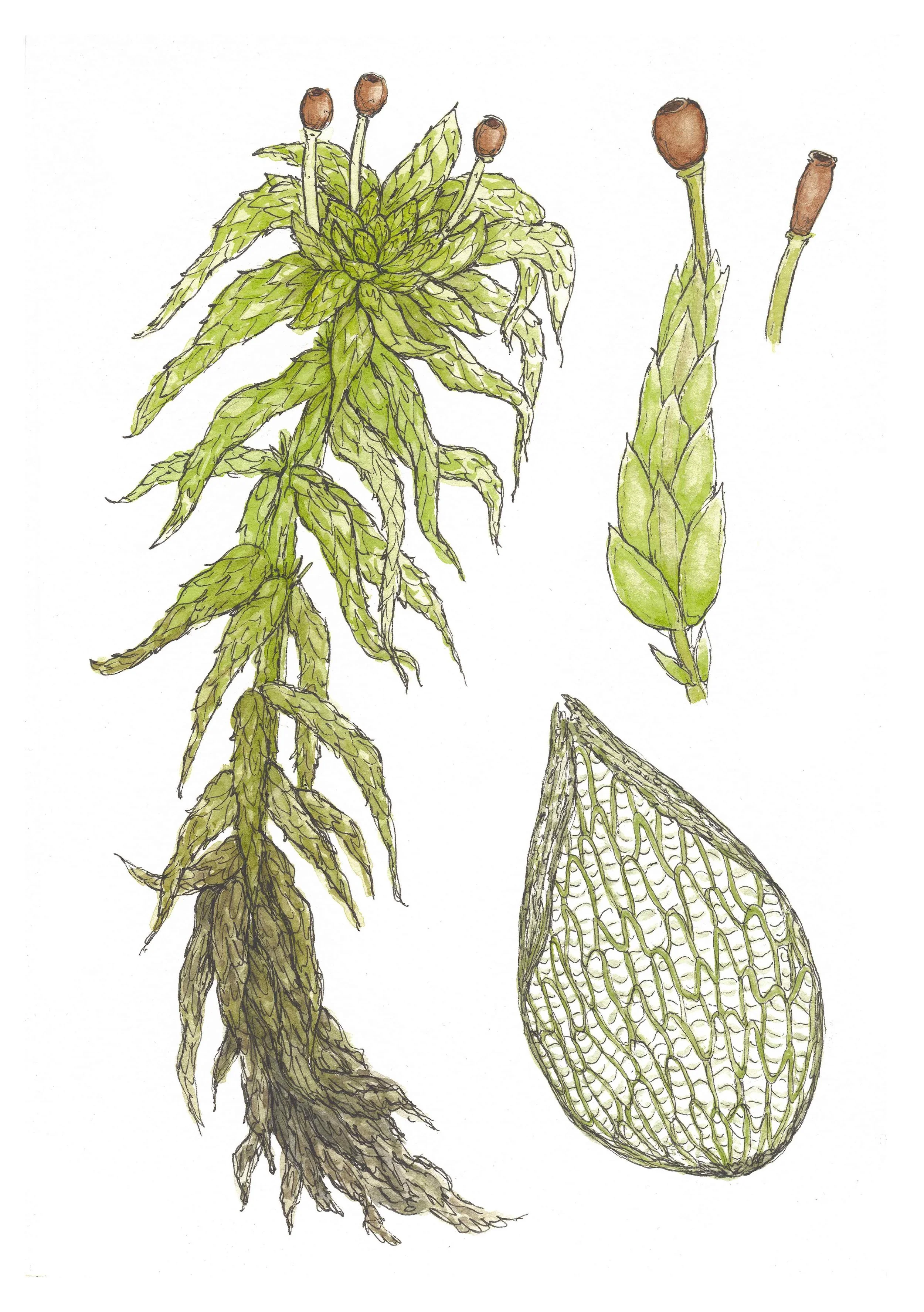 A5 Giclée Print - Sphagnum Moss