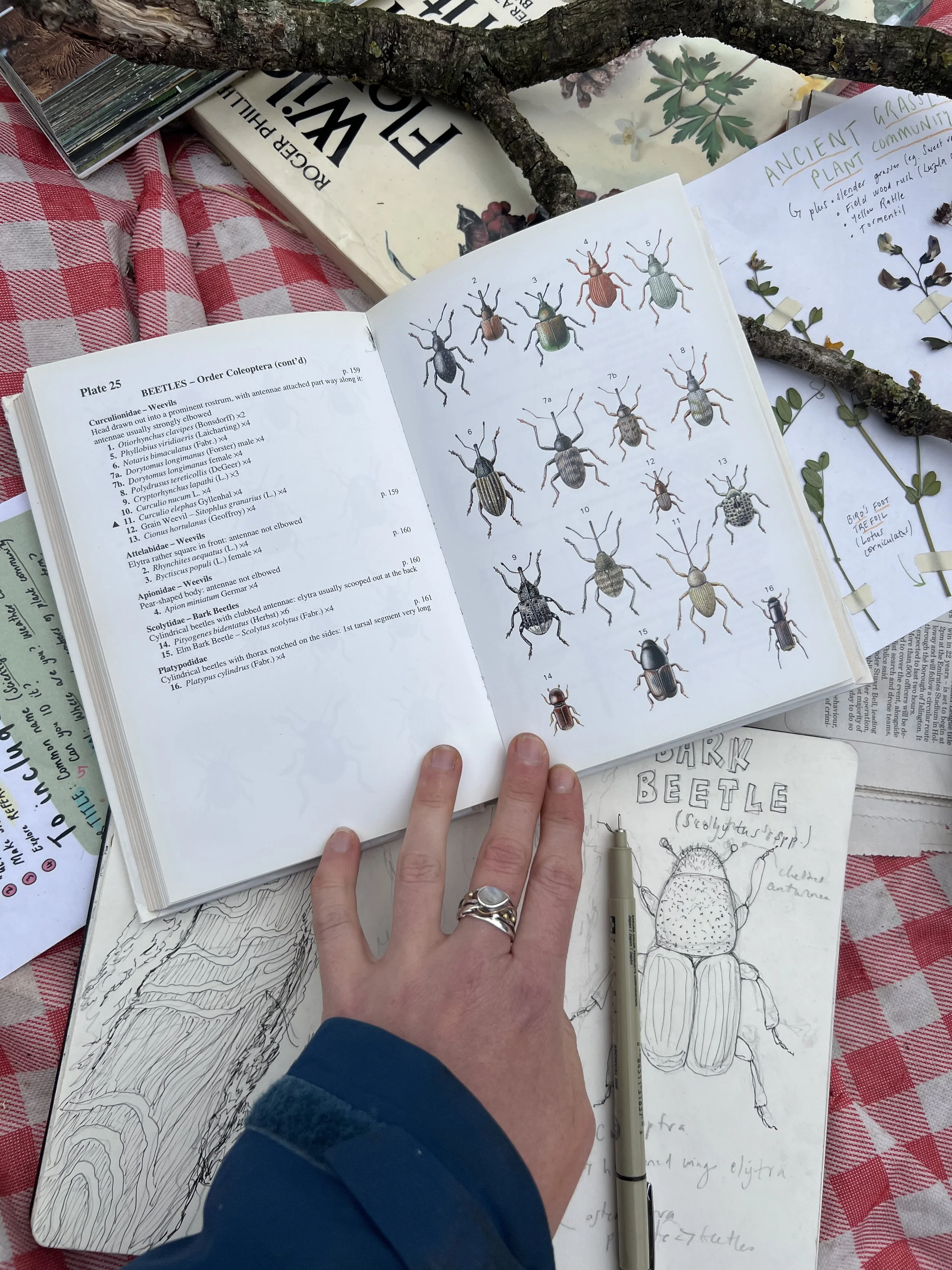 Insect resources!