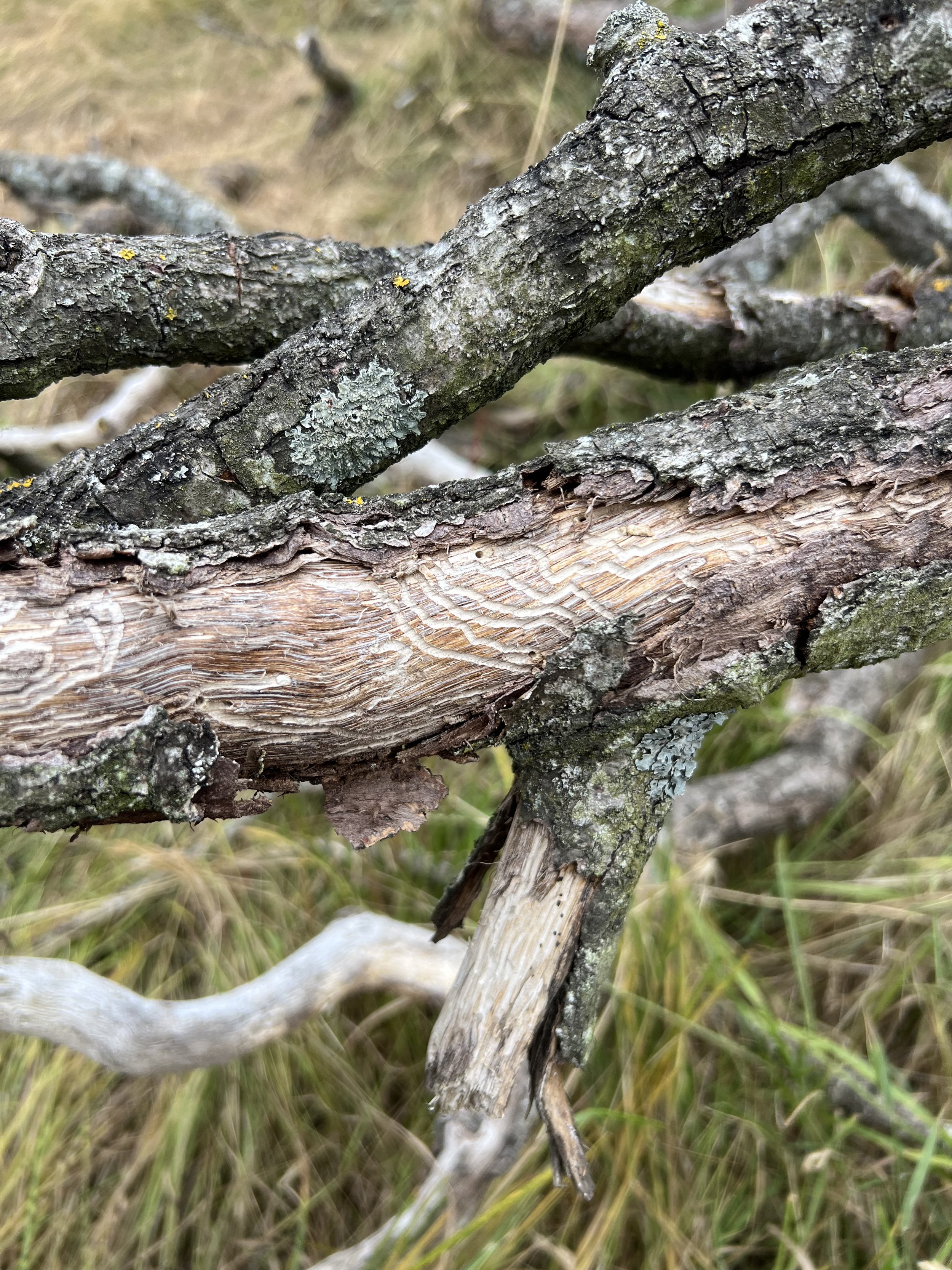 Bark beetle galleries