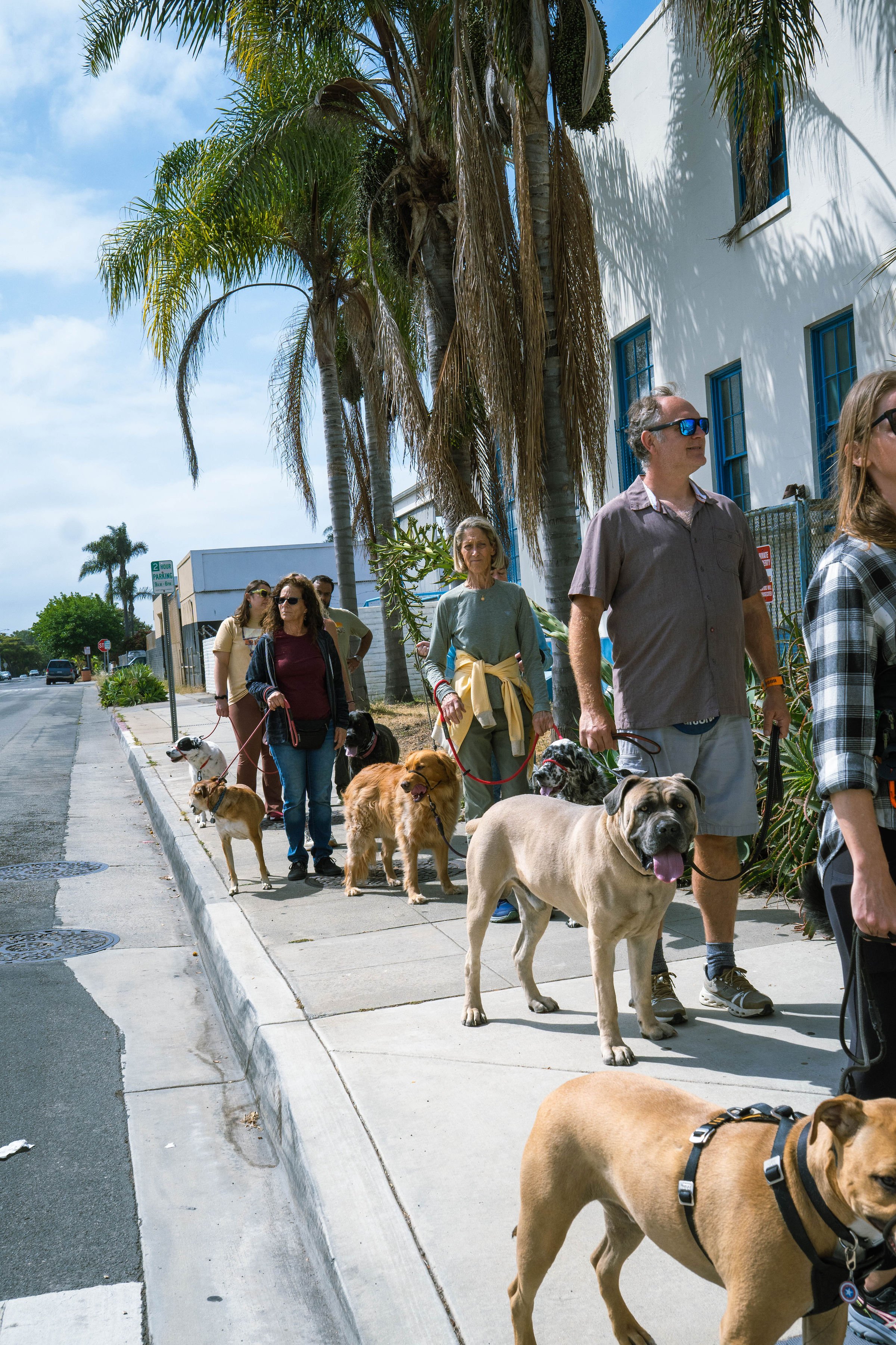 Glow Paws Pack Walk