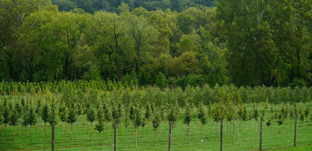 Episode 44: Can One Tree Change the Future? | Casey Trees + The Nature Conservancy