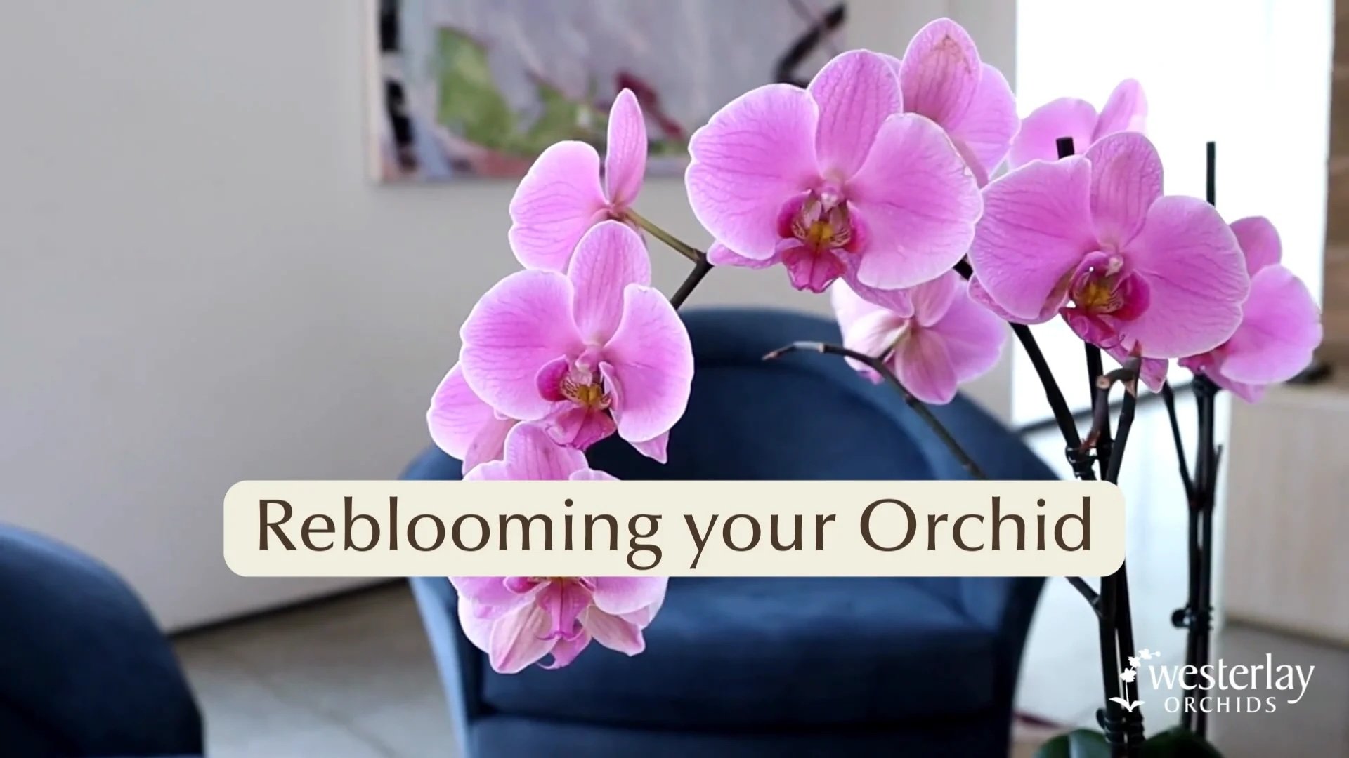 How to Get Orchids to Rebloom
