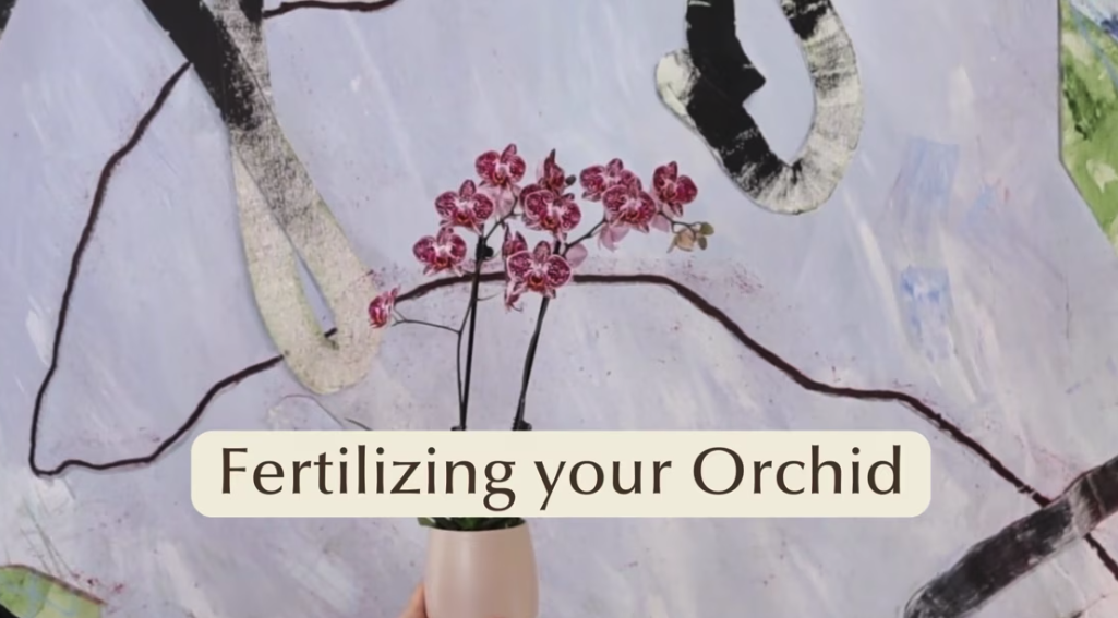 How to Fertilize Orchids