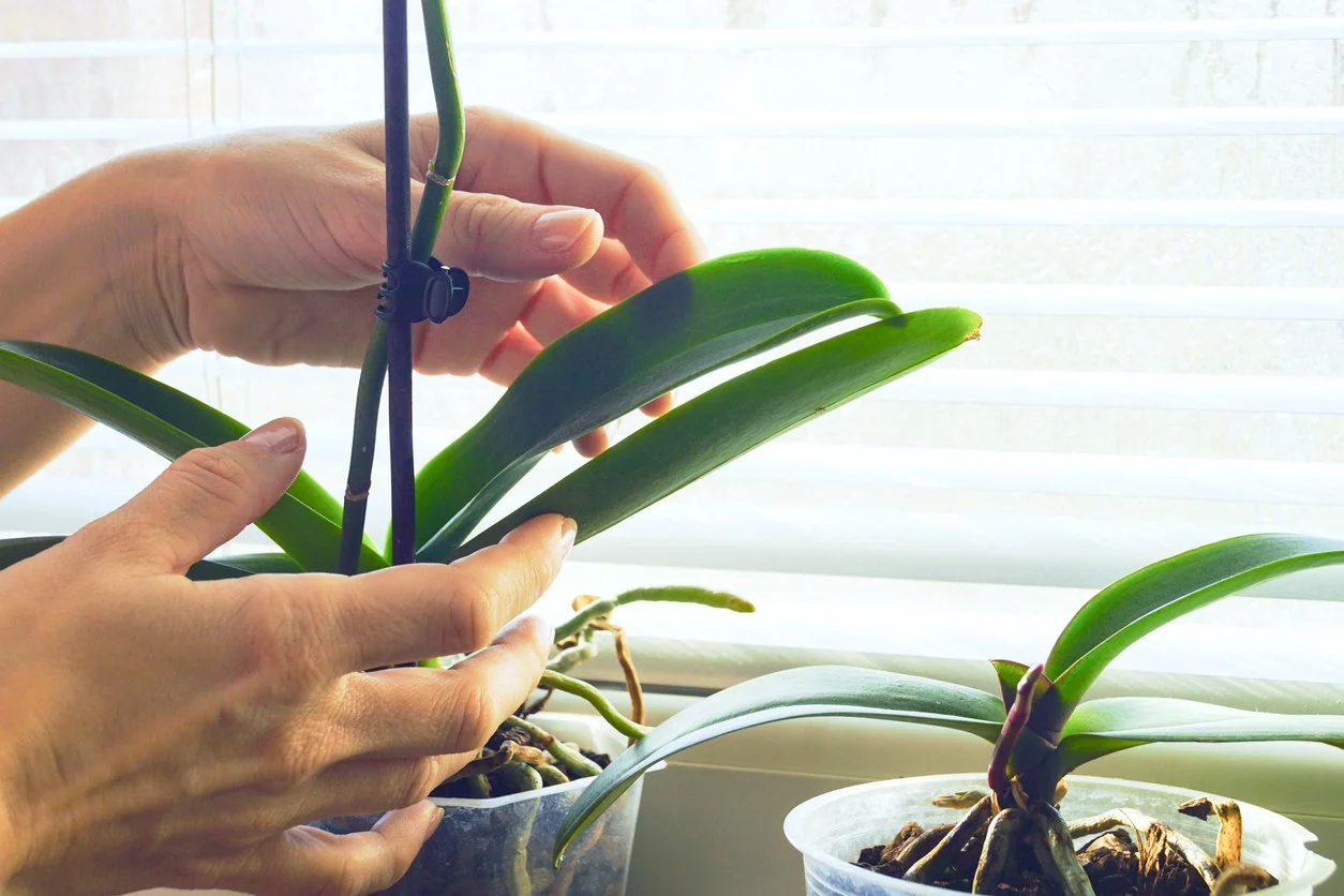 How Much Light Do Orchids Need? A Complete Guide to Orchid Lighting