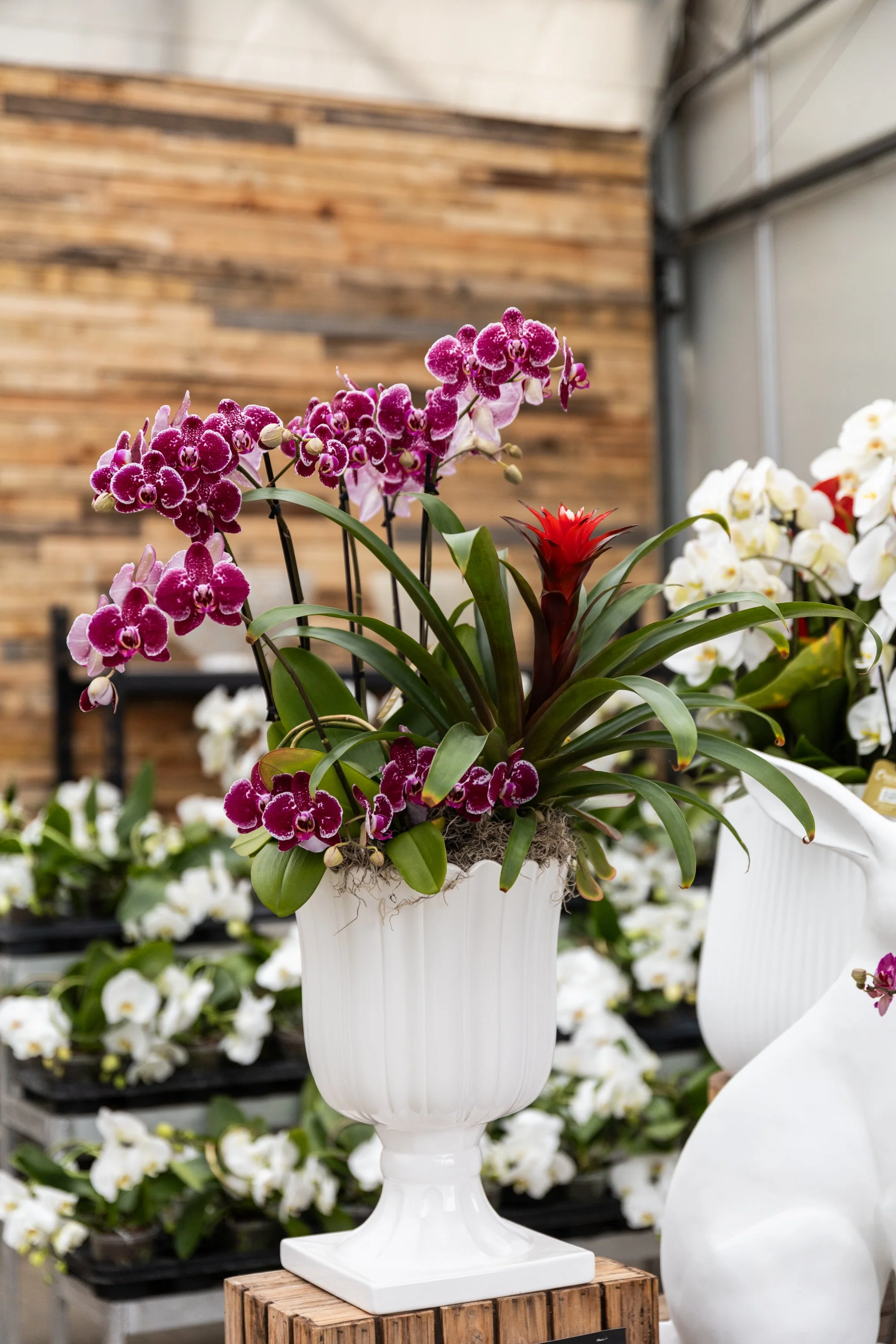 April 16th is National Orchid Day